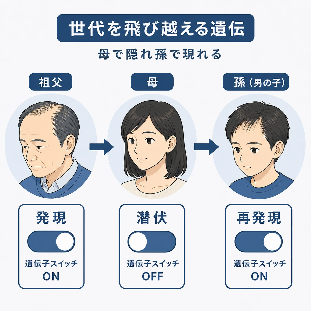薄毛体質が母の代で隠れ孫の代で現れる隔世遺伝のしくみを描いた医療イラスト
