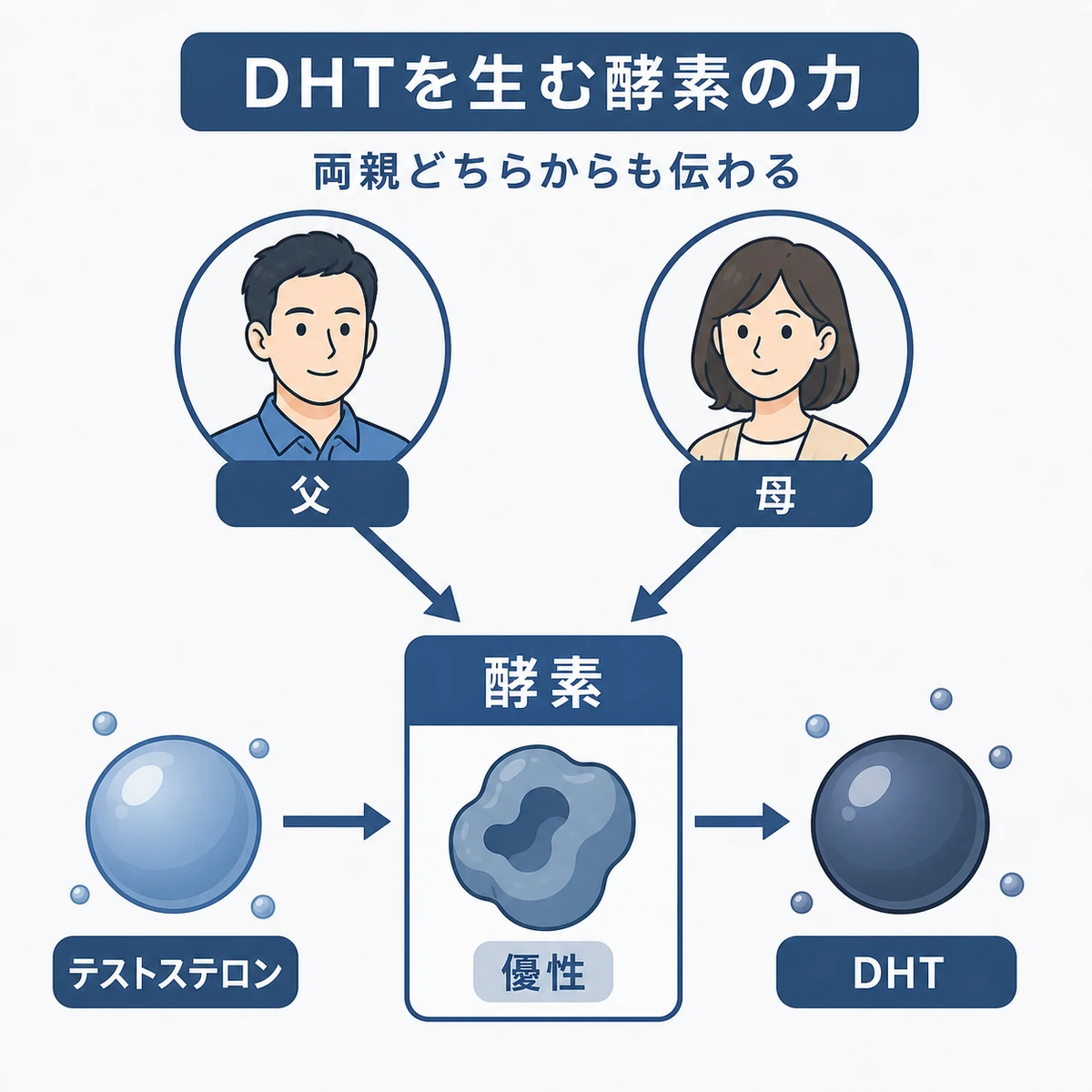 5αリダクターゼがテストステロンからDHTを作り両親から伝わる働きを描いた医療イラスト