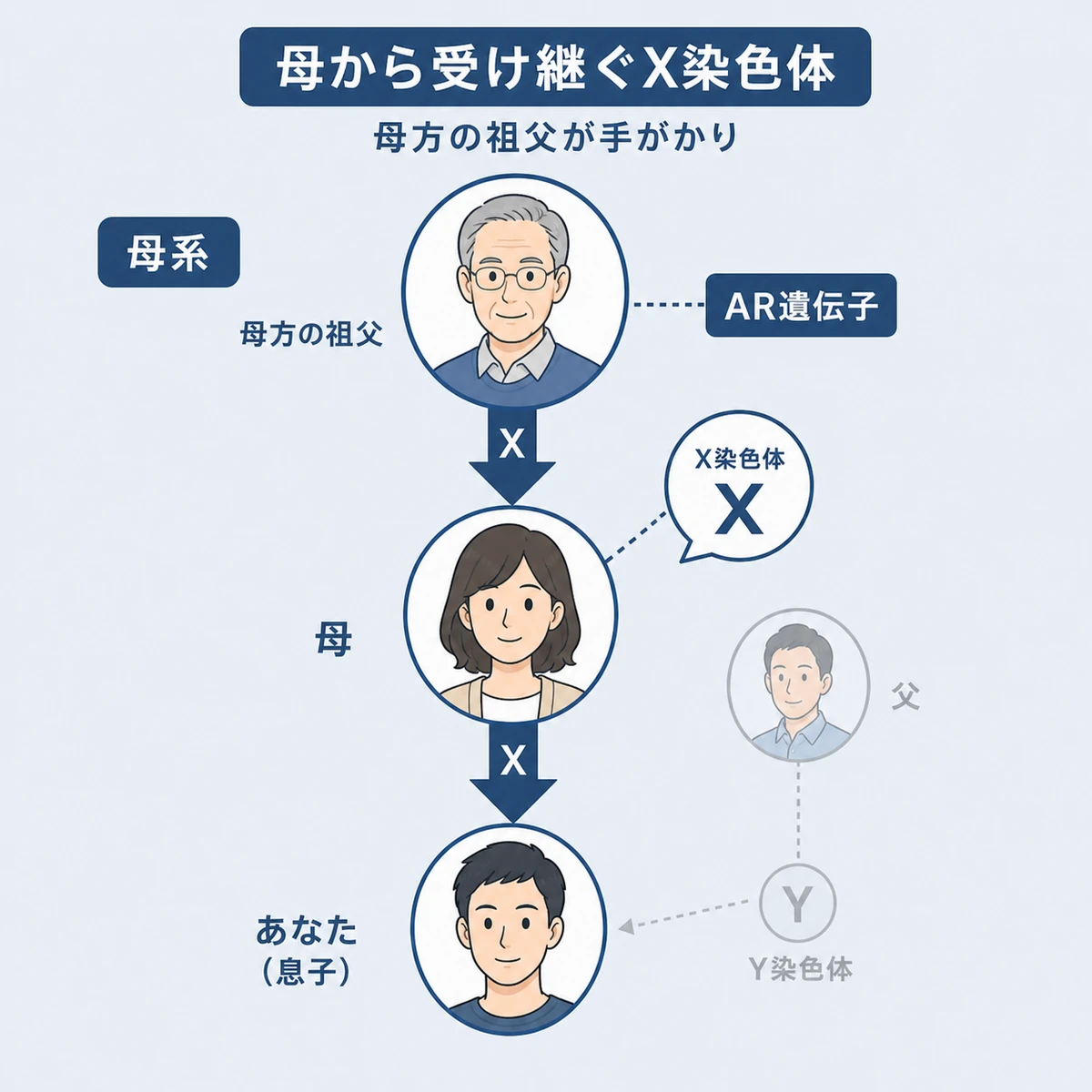 母方の祖父から母を経て息子へX染色体が受け継がれる母系遺伝のしくみを表した医療イラスト