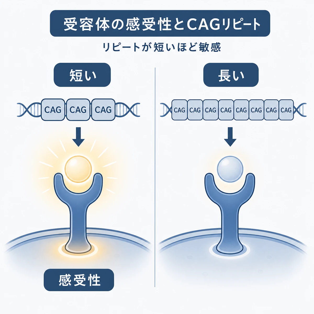 CAGリピートの長さの違いでアンドロゲン受容体の感受性が変わる様子を比べた医療イラスト