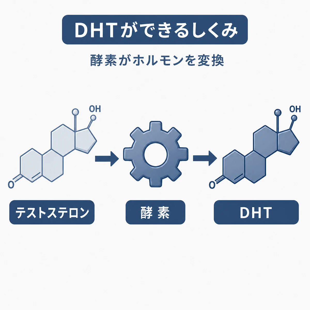 テストステロンが酵素の働きでDHTへ変換される流れを表した医療イラスト