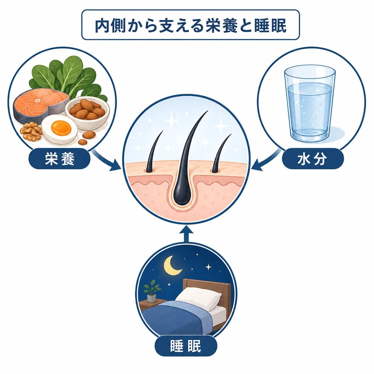 栄養と水分と睡眠が頭皮の健康を内側から支える関係を示した医療イラスト