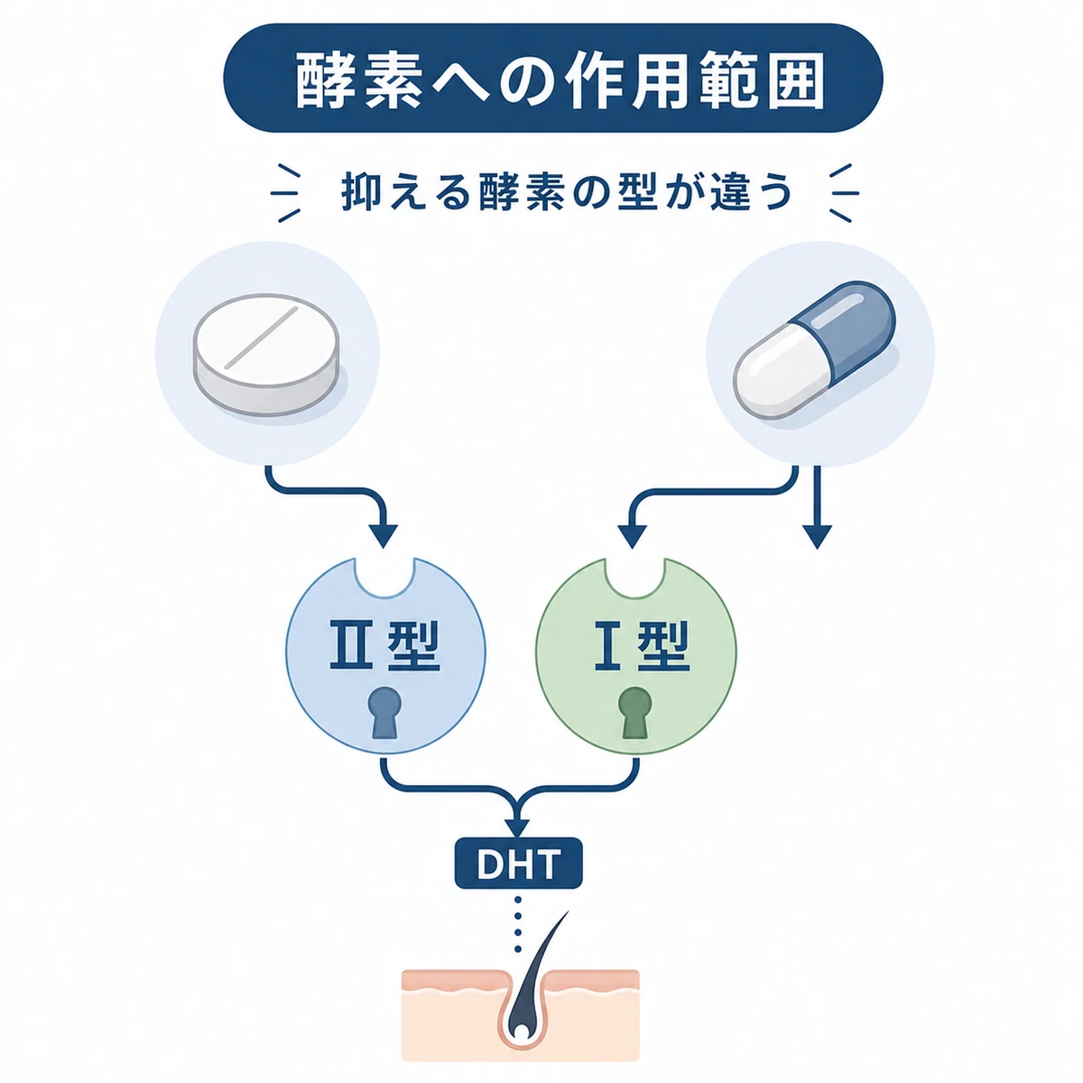 2種類のAGA治療薬が抑える酵素の範囲の違いを表した医療イラスト