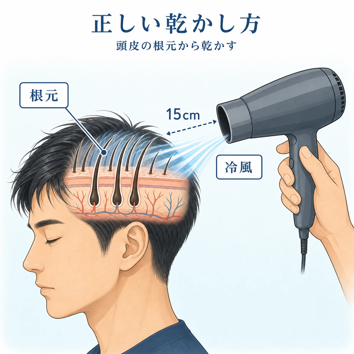 成人男性が頭皮の根元からドライヤーで乾かすコツを表した医療イラスト
