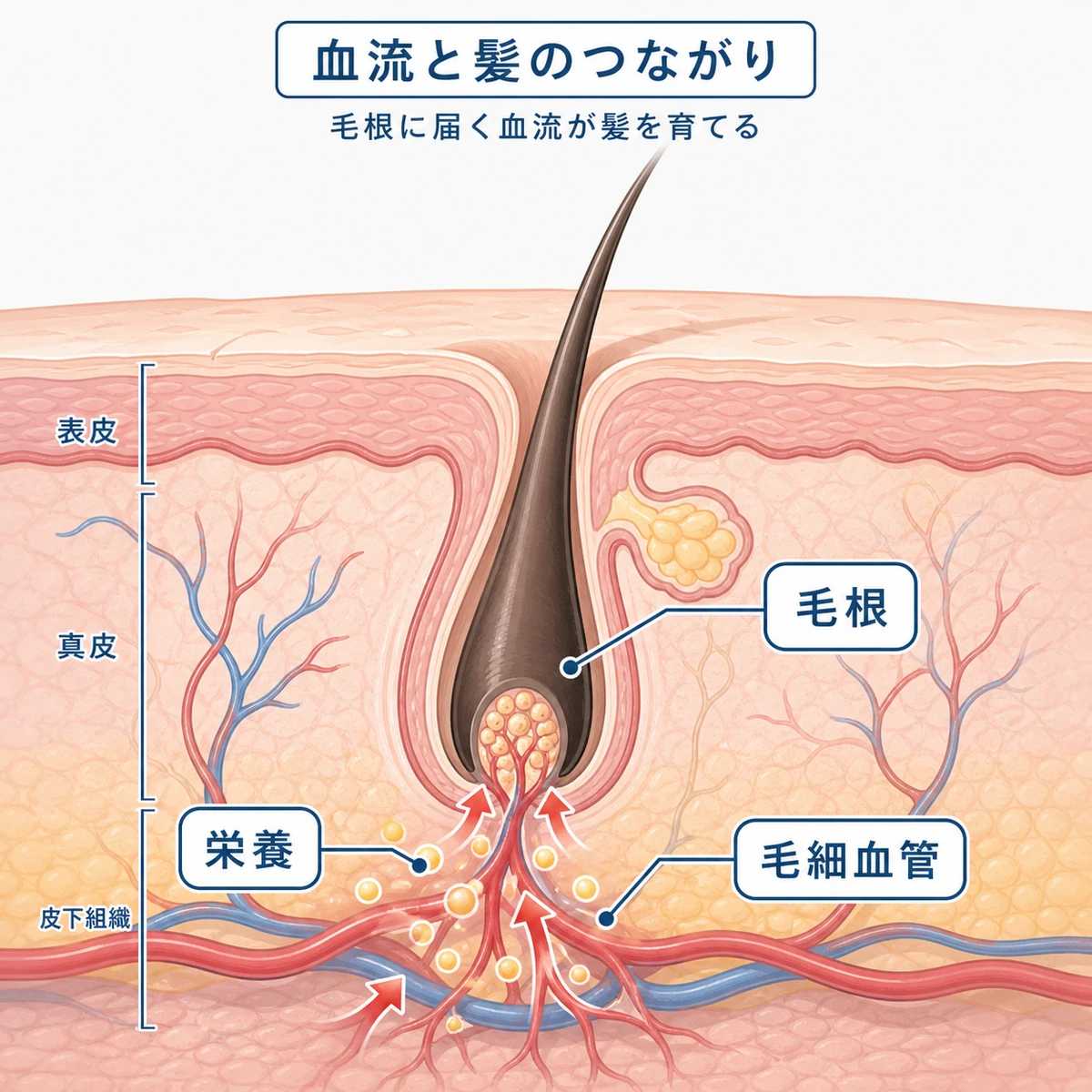 頭皮の毛細血管から毛根へ酸素と栄養が届く血流のしくみを表した医療イラスト