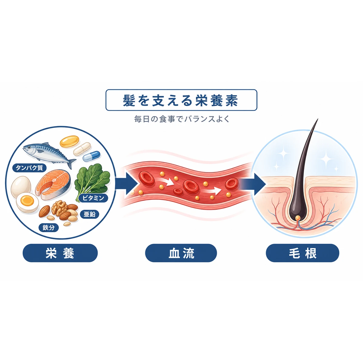 ビタミンEや鉄分など栄養素が血行を通じて毛根を支える関係を表した医療イラスト