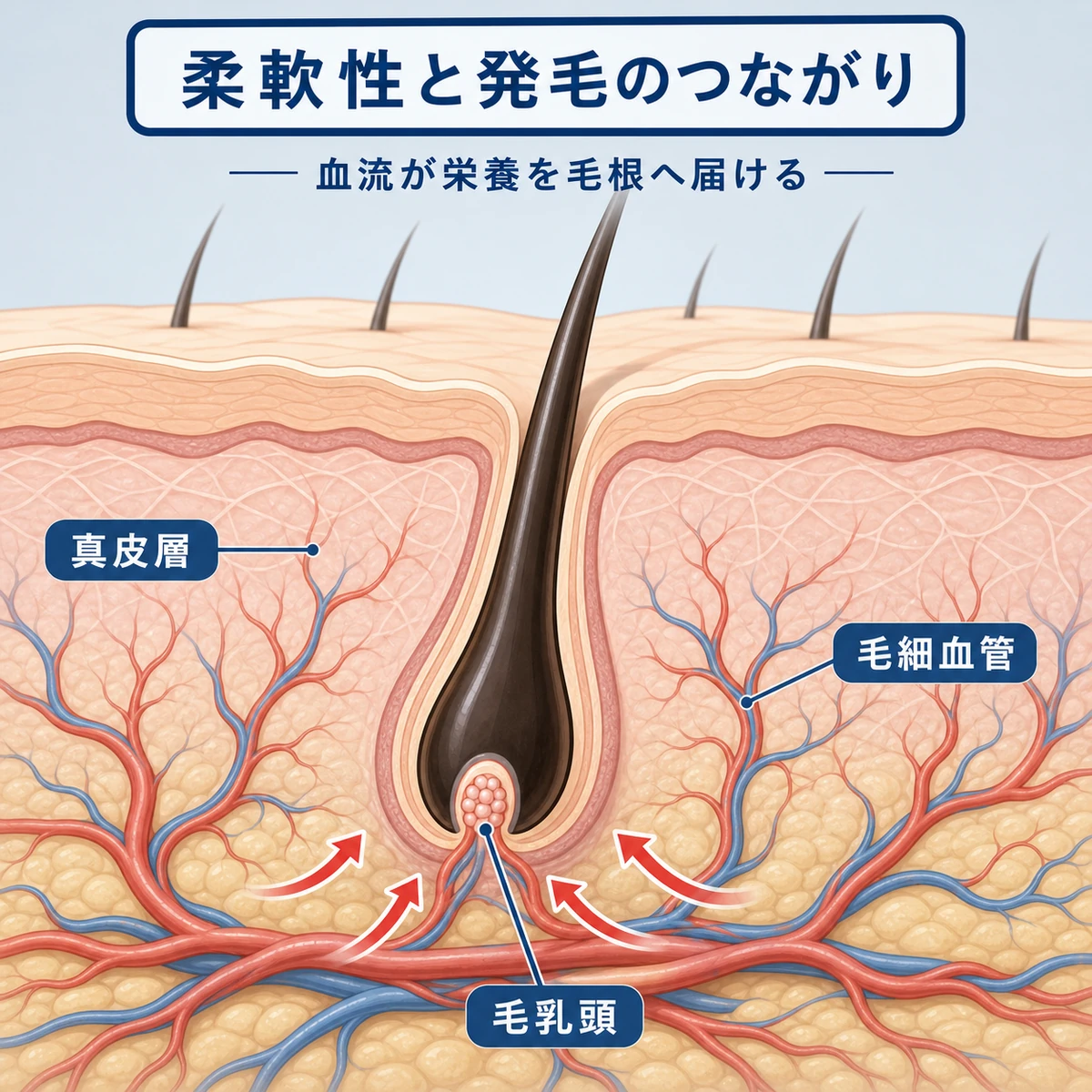 柔らかい頭皮の断面で血流が毛乳頭へ栄養を届けるつながりを表した医療イラスト