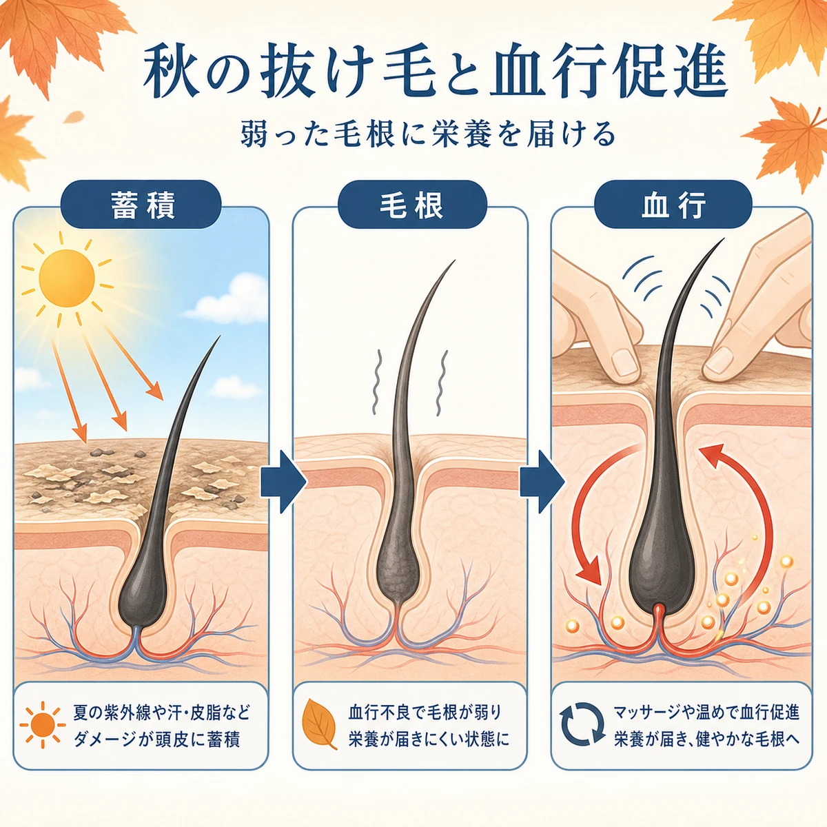 夏のダメージ蓄積から秋の抜け毛と血行促進ケアへの流れを表した医療イラスト