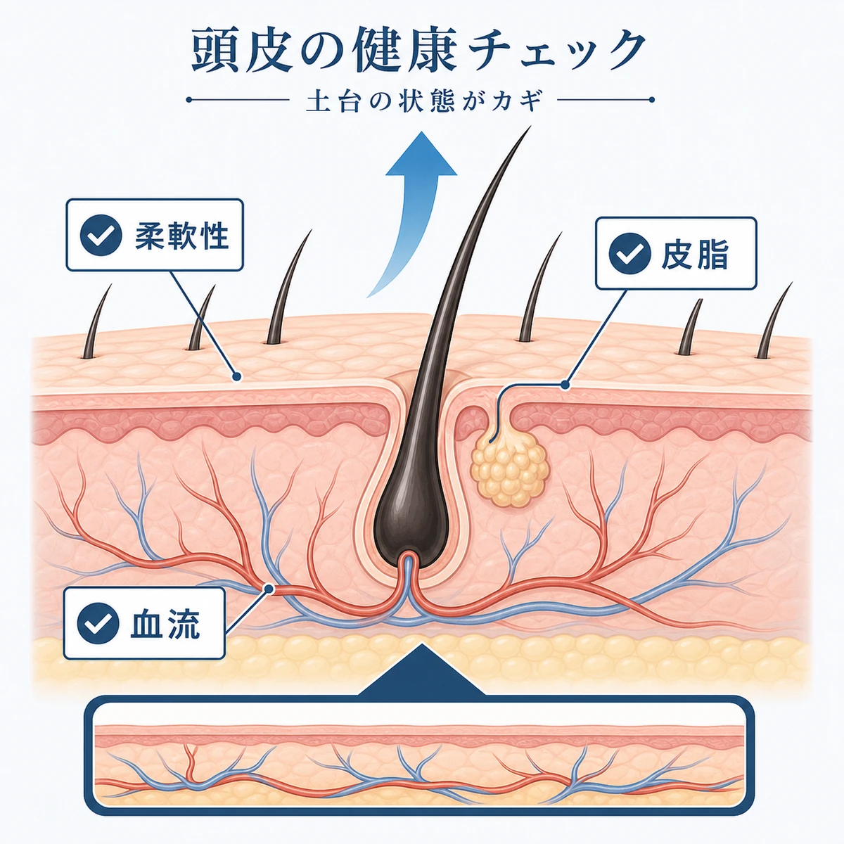頭皮の断面で血流や柔軟性や皮脂など健康状態の確認ポイントを示した医療イラスト