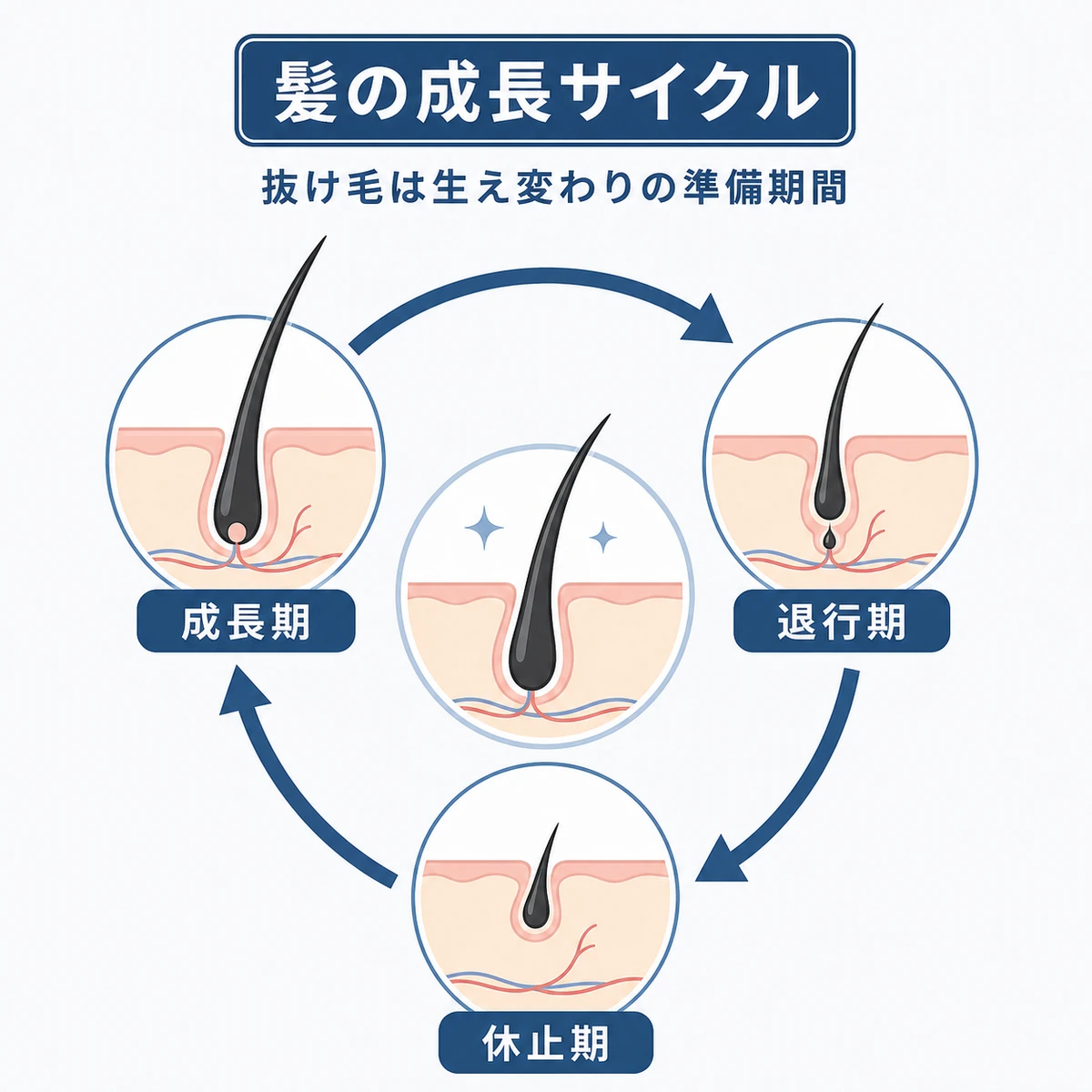 成長期から休止期まで髪が生え変わるサイクルを円環で表した医療イラスト