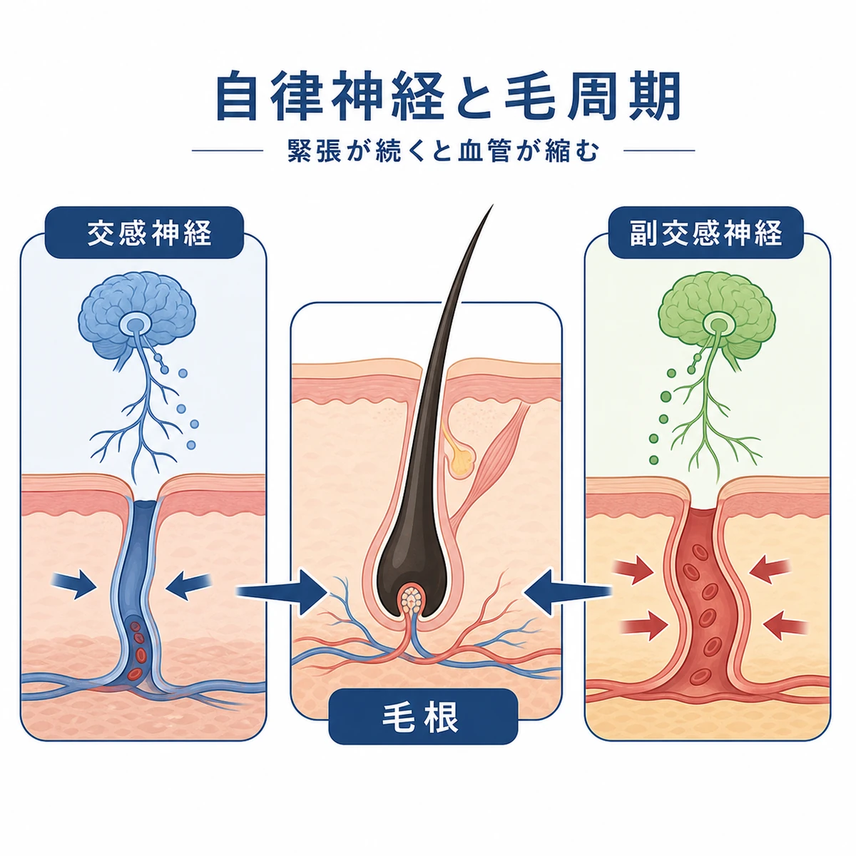 自律神経のバランスが血管の太さと髪の生え変わりに与える影響を示した医療イラスト