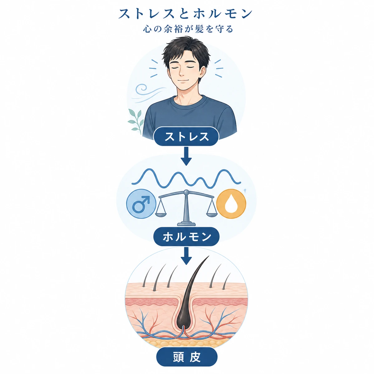環境ストレスが男性ホルモンに影響する関係を示した医療イラスト