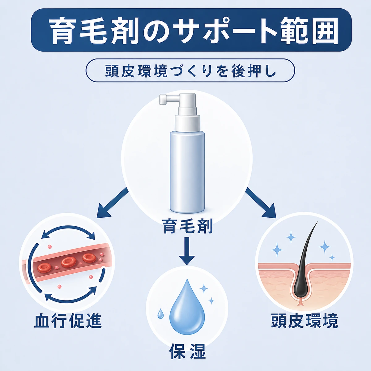 育毛剤が頭皮環境と血行を支える補助的な役割を表した医療イラスト