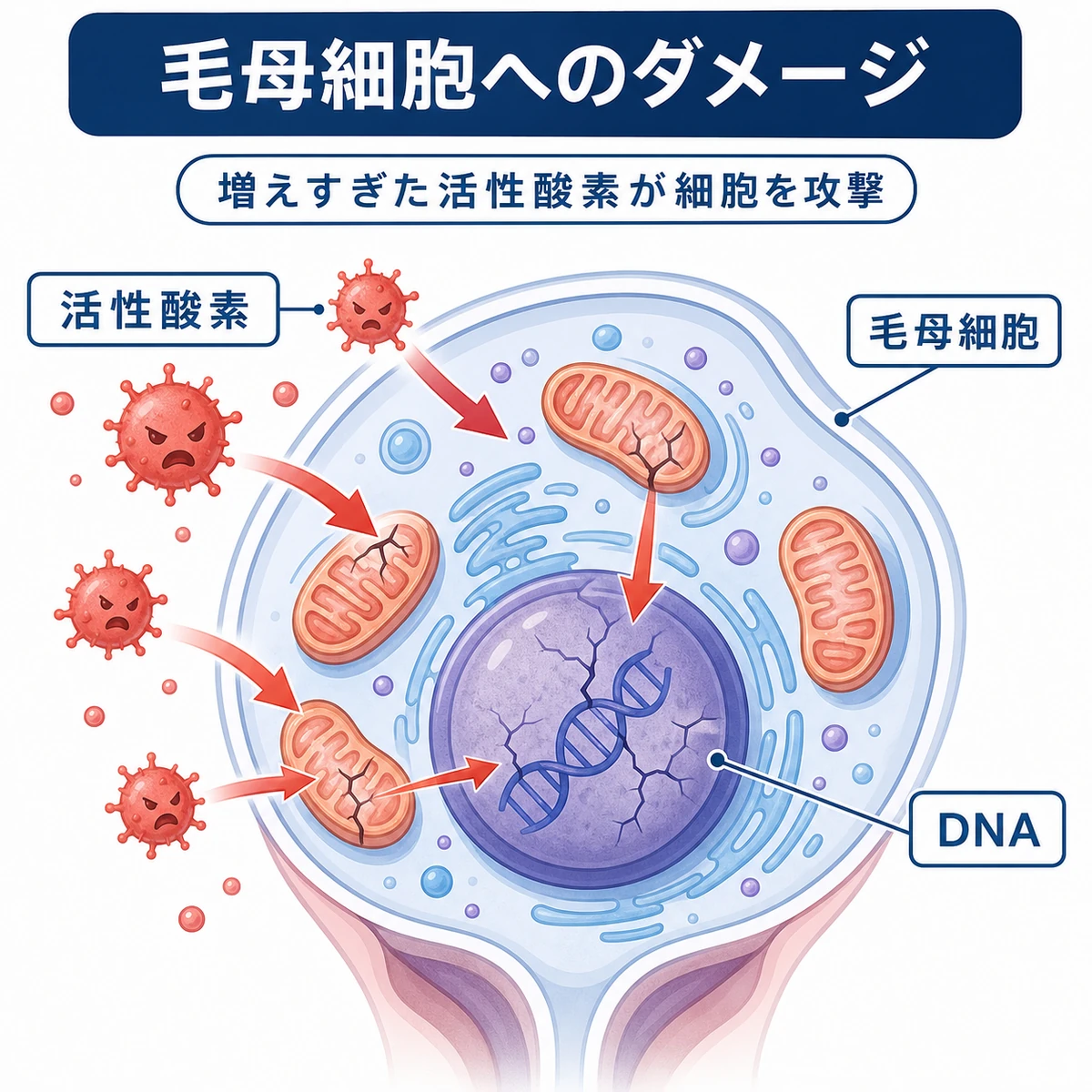 活性酸素が毛母細胞のミトコンドリアやDNAを傷つけるしくみを表した医療イラスト