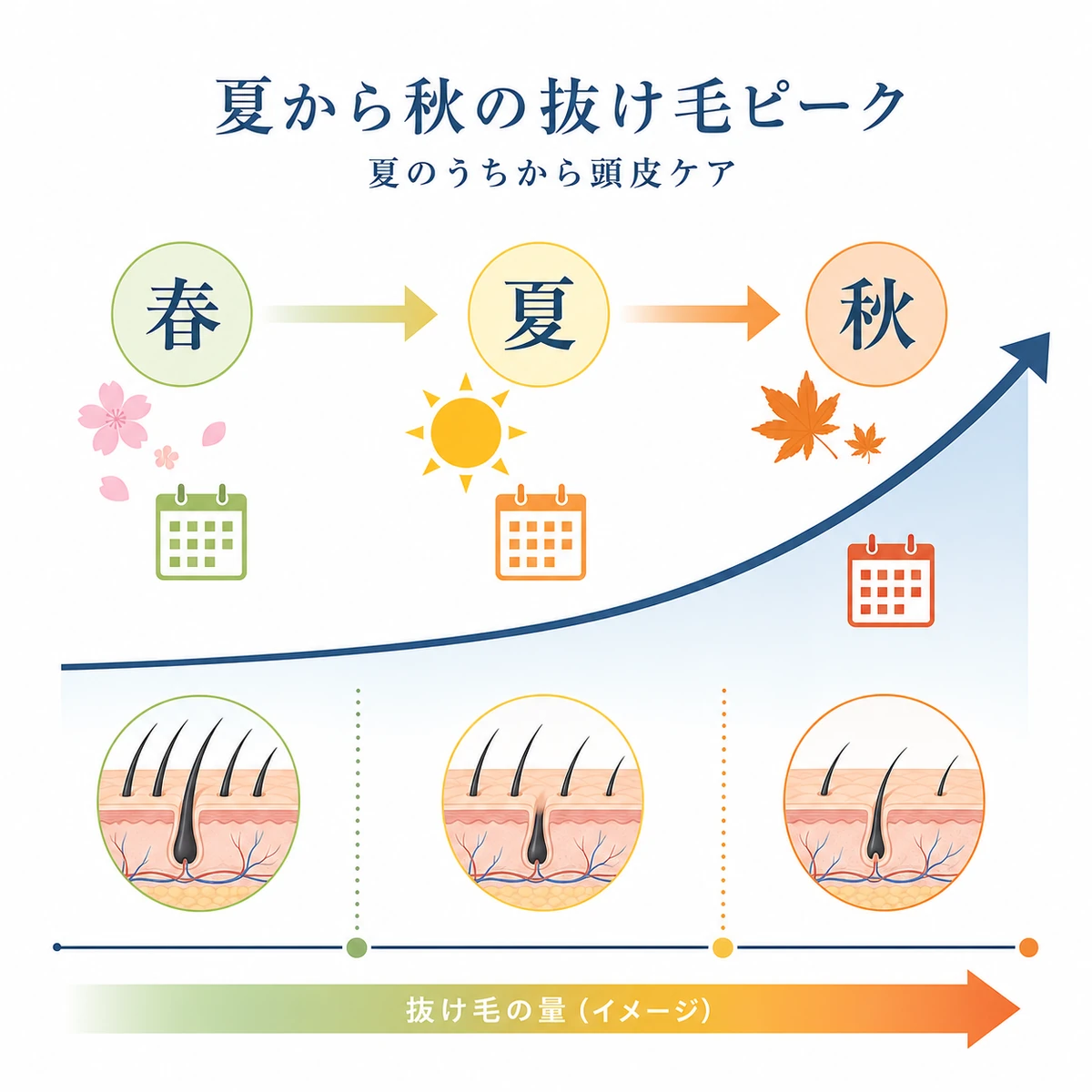 春から秋にかけて抜け毛が増えていく季節の流れを表した医療イラスト
