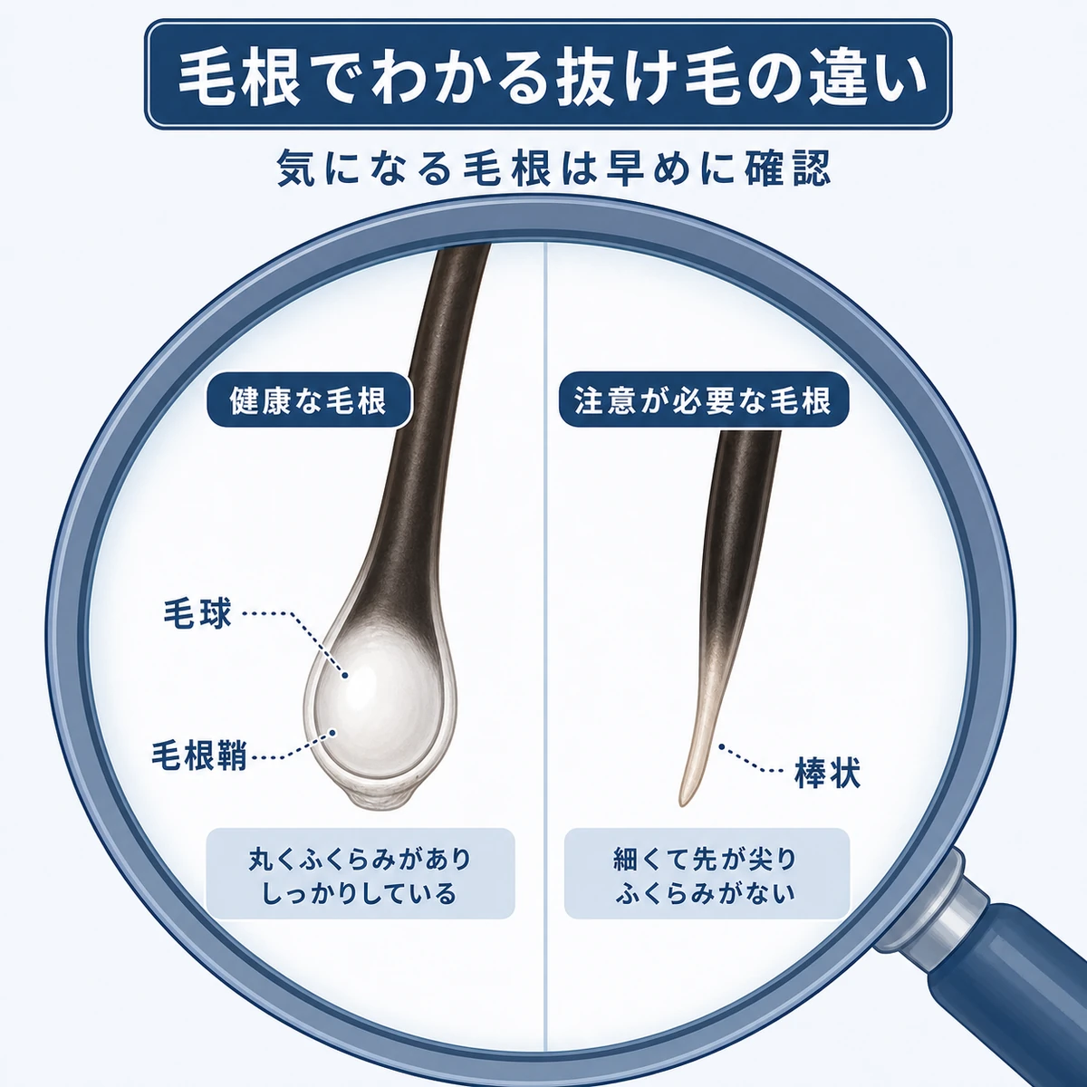 健康な毛根と異常な毛根の形を拡大して比べた医療イラスト