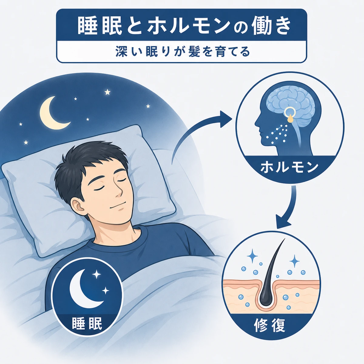 深い睡眠中の成長ホルモンが毛髪の修復につながるしくみを成人男性の姿で表した医療イラスト