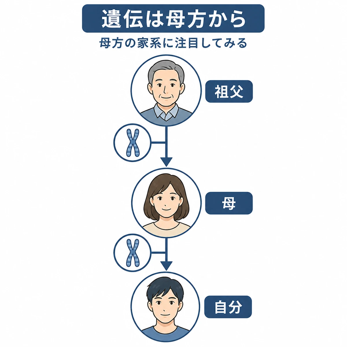 母方の祖父から母を通じて遺伝が受け継がれる経路を表した医療イラスト