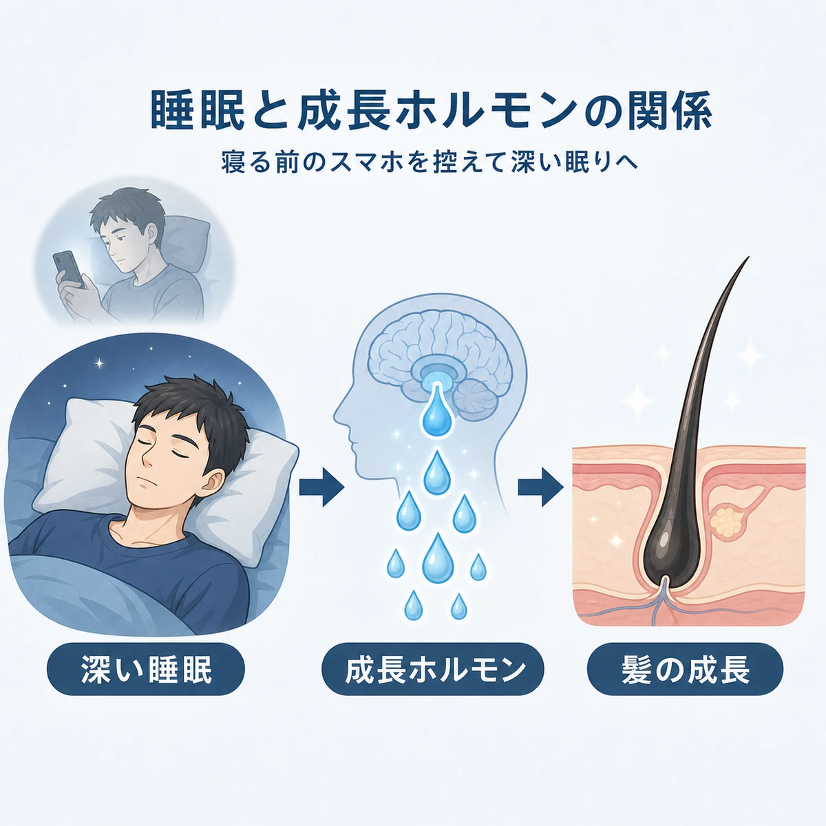 深い睡眠と成長ホルモンが髪の成長を支える仕組みを表した医療イラスト