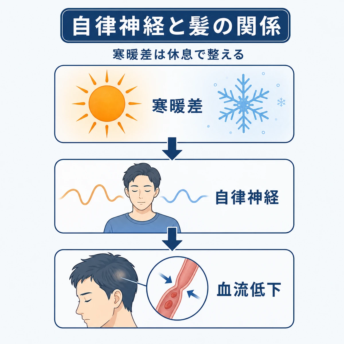 寒暖差で自律神経が乱れて頭皮の血流が低下する仕組みを表した医療イラスト