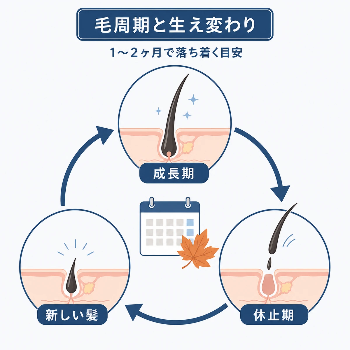 成長期から休止期を経て新しい髪へと入れ替わる毛周期と秋の生え変わりを表した医療イラスト