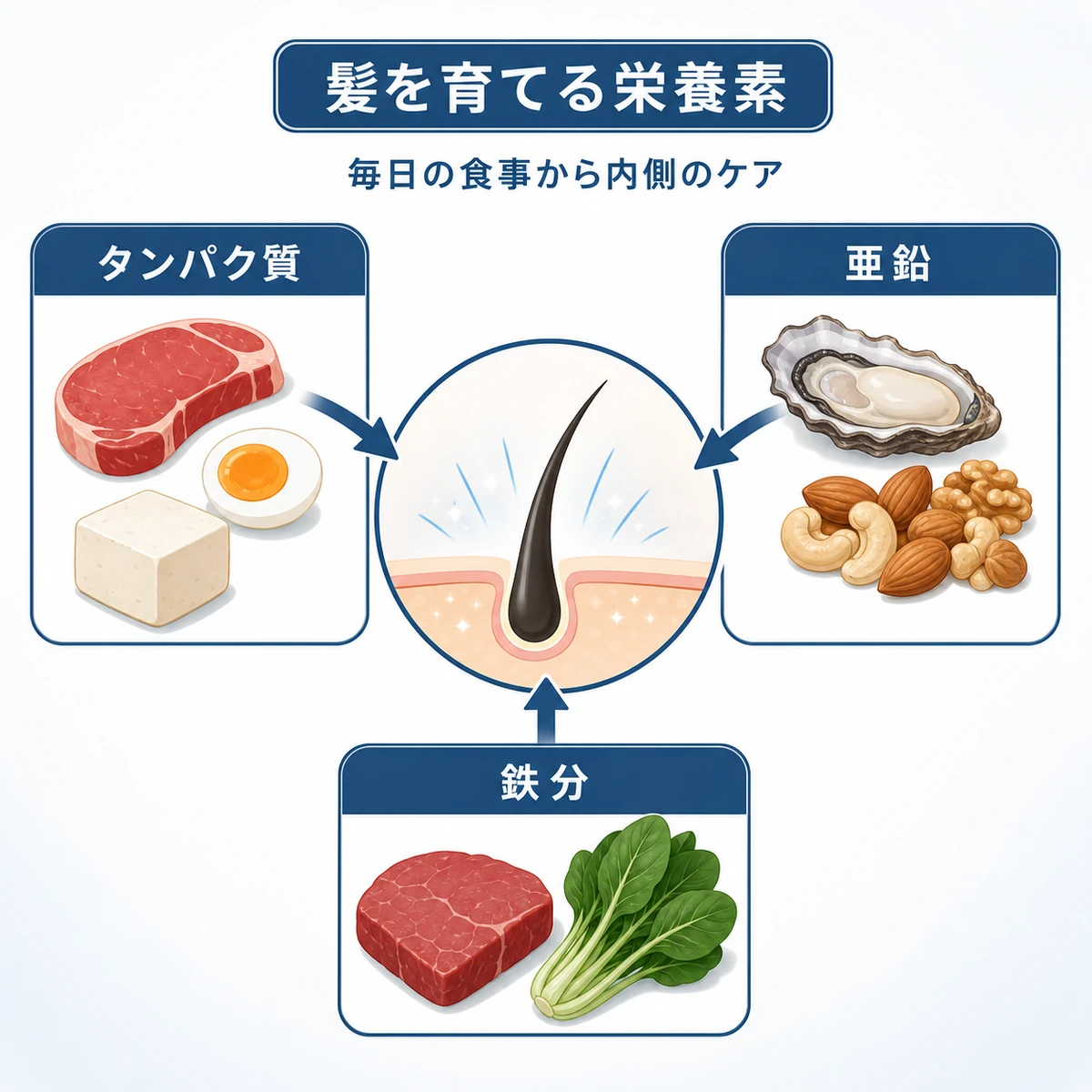 タンパク質や亜鉛など髪を内側から育てる栄養素と食材を表した医療イラスト
