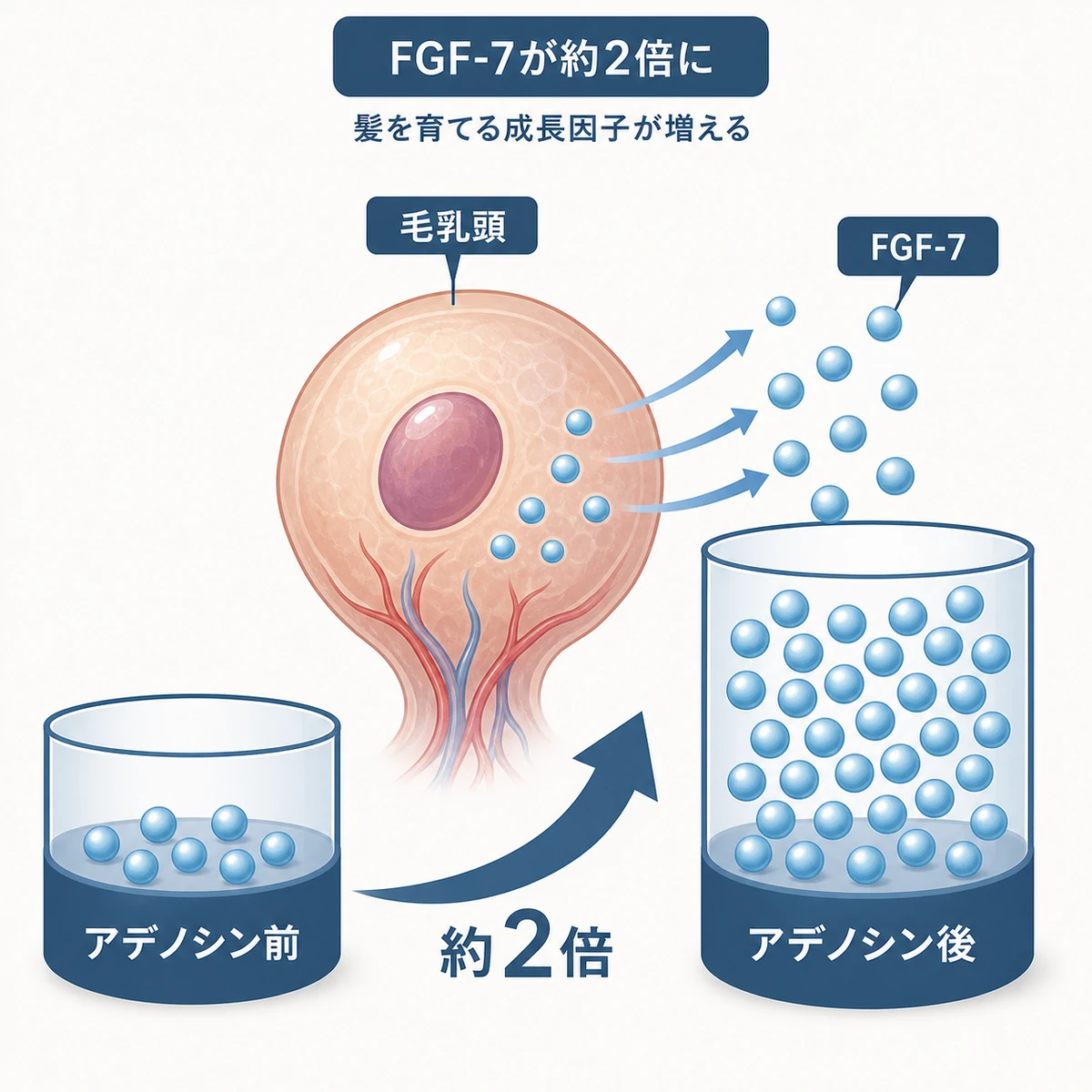 毛乳頭細胞に届いたアデノシンで成長因子FGF-7の量が約2倍に増える様子を表した医療イラスト