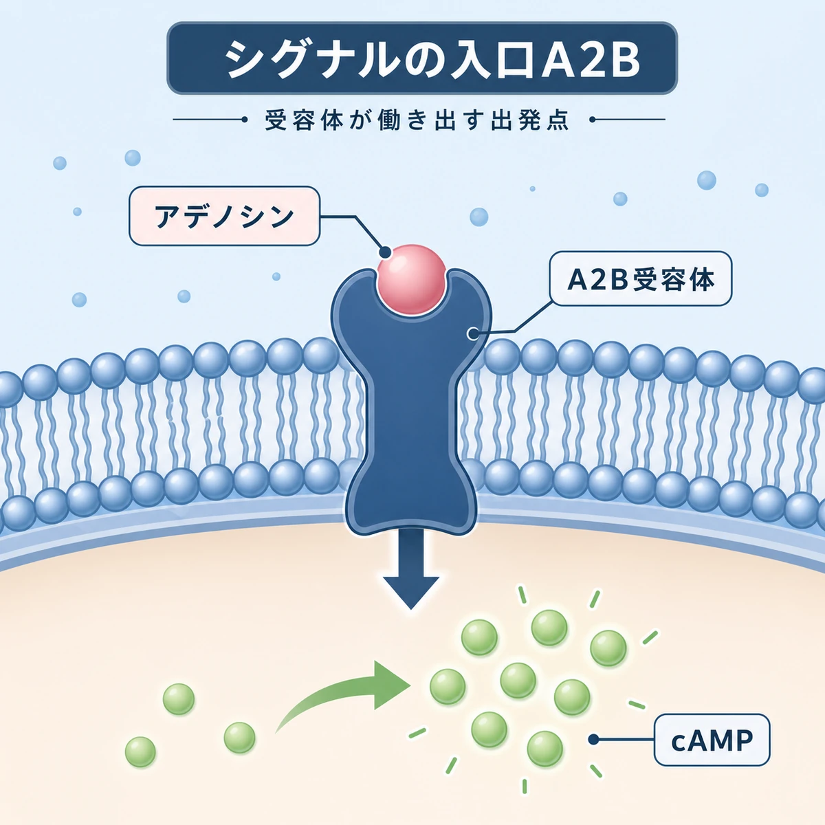 毛乳頭細胞の膜にあるA2B受容体にアデノシンが結合しシグナルが始まる断面を示した医療イラスト