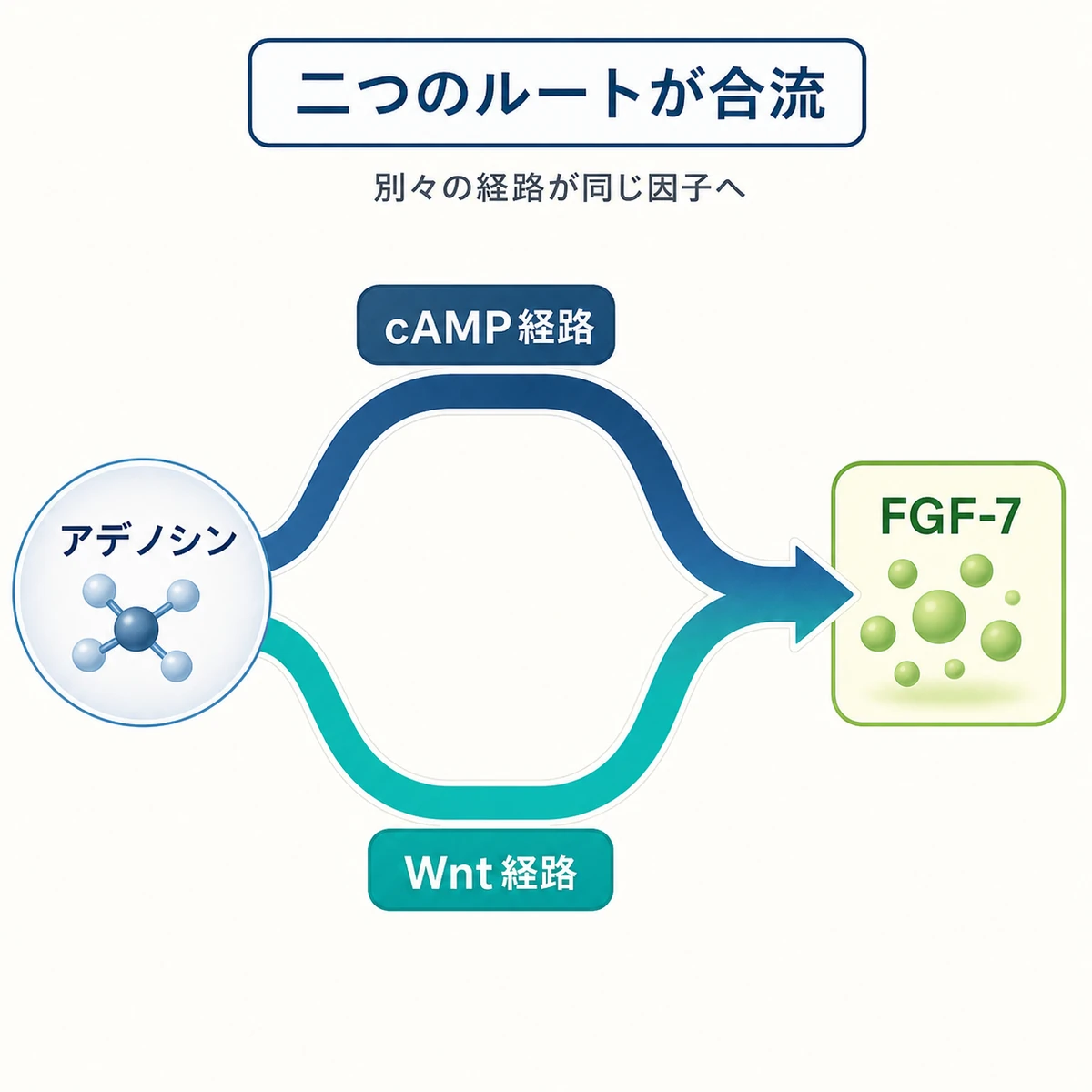 cAMP経路とWnt経路の二つのルートが合流してFGF-7を増やす流れを表した医療イラスト