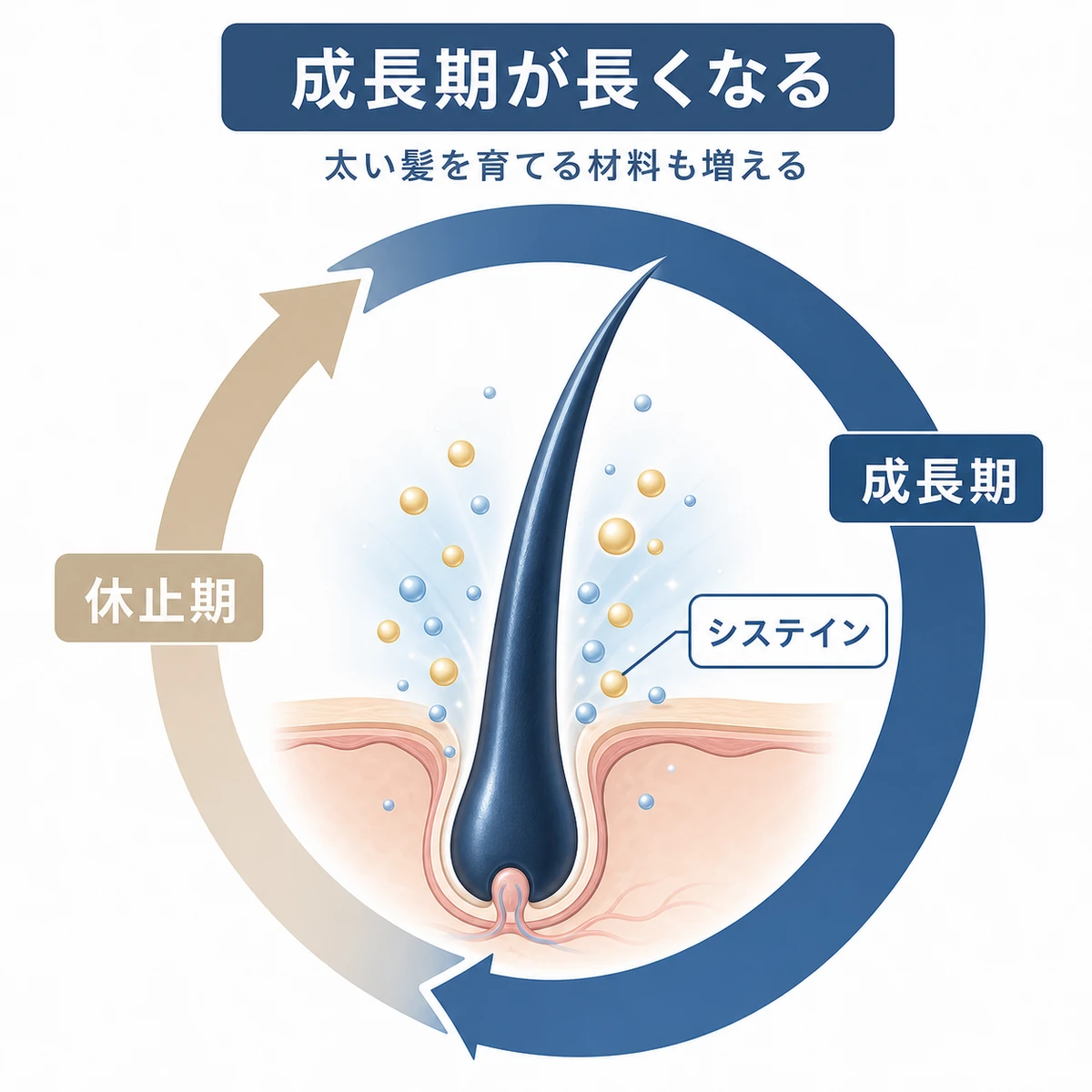アデノシンで毛周期の成長期が長くなり太い髪の材料が増える様子を円環で表した医療イラスト