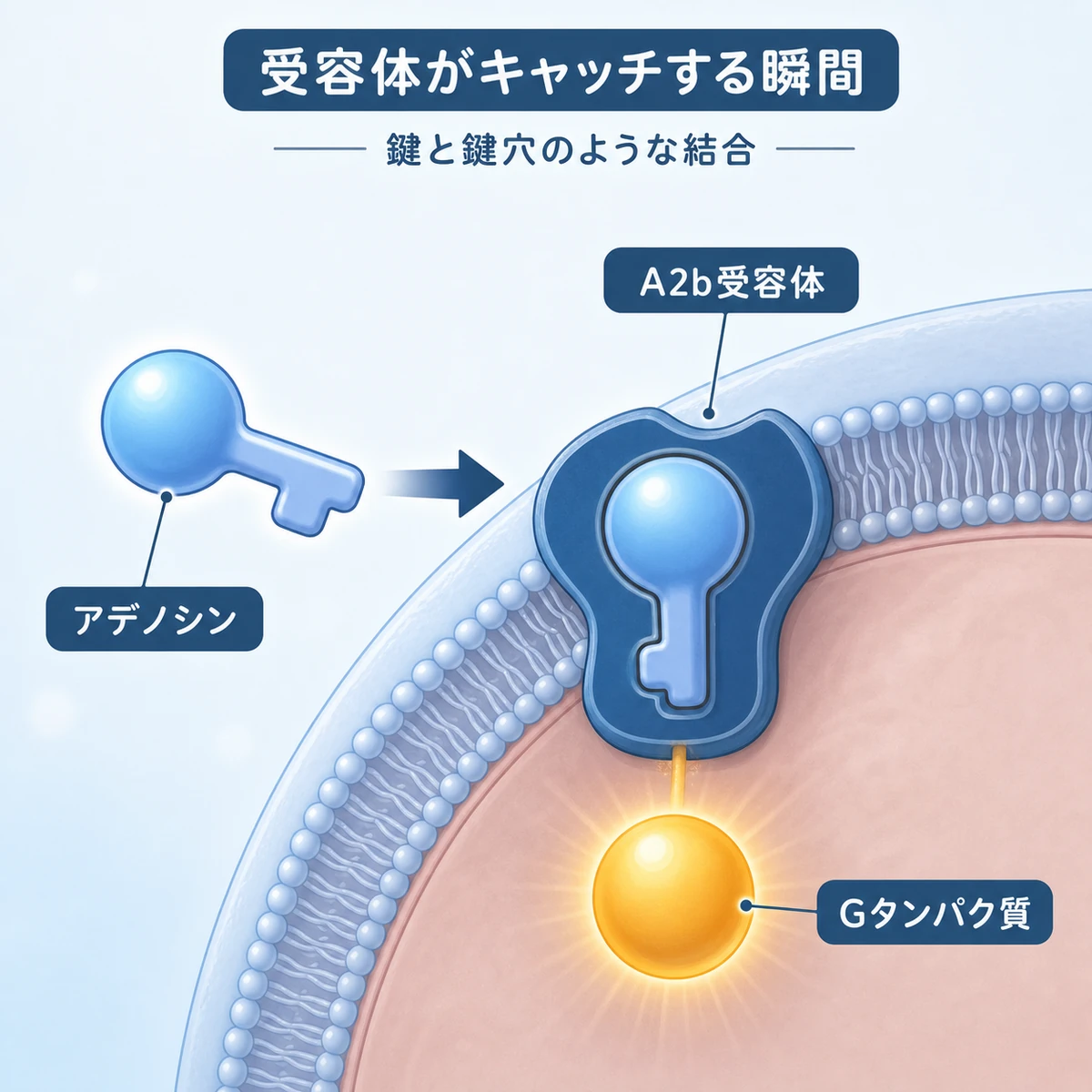 アデノシンがA2b受容体に鍵のように結合し細胞内で信号が始まる様子を表した医療イラスト