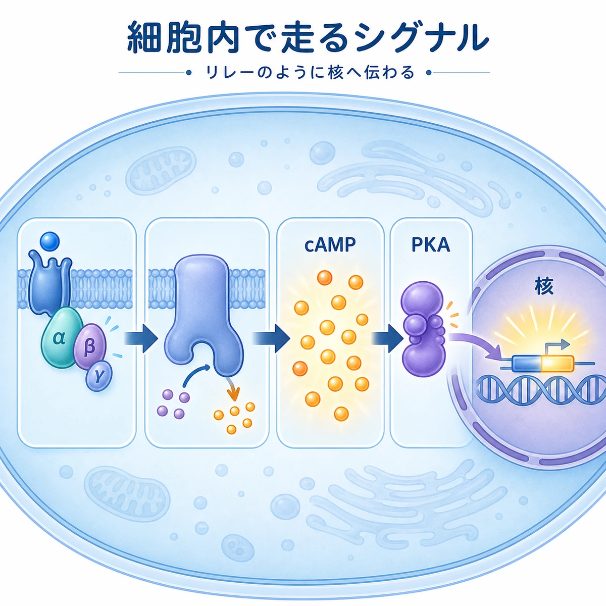 受容体刺激からcAMP上昇を経て核へ信号が伝わる細胞内リレーの流れを表した医療イラスト