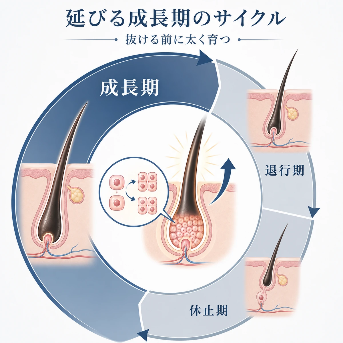 毛母細胞の活性化で成長期が延びるヘアサイクルの循環を表した医療イラスト