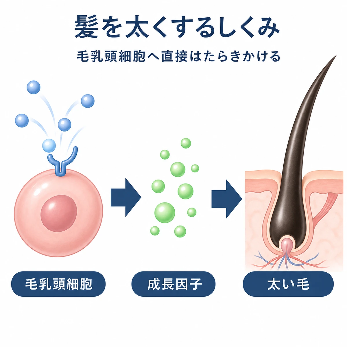 アデノシンが毛乳頭細胞に作用して髪を太く育てる仕組みを矢印の相関図で表した医療イラスト