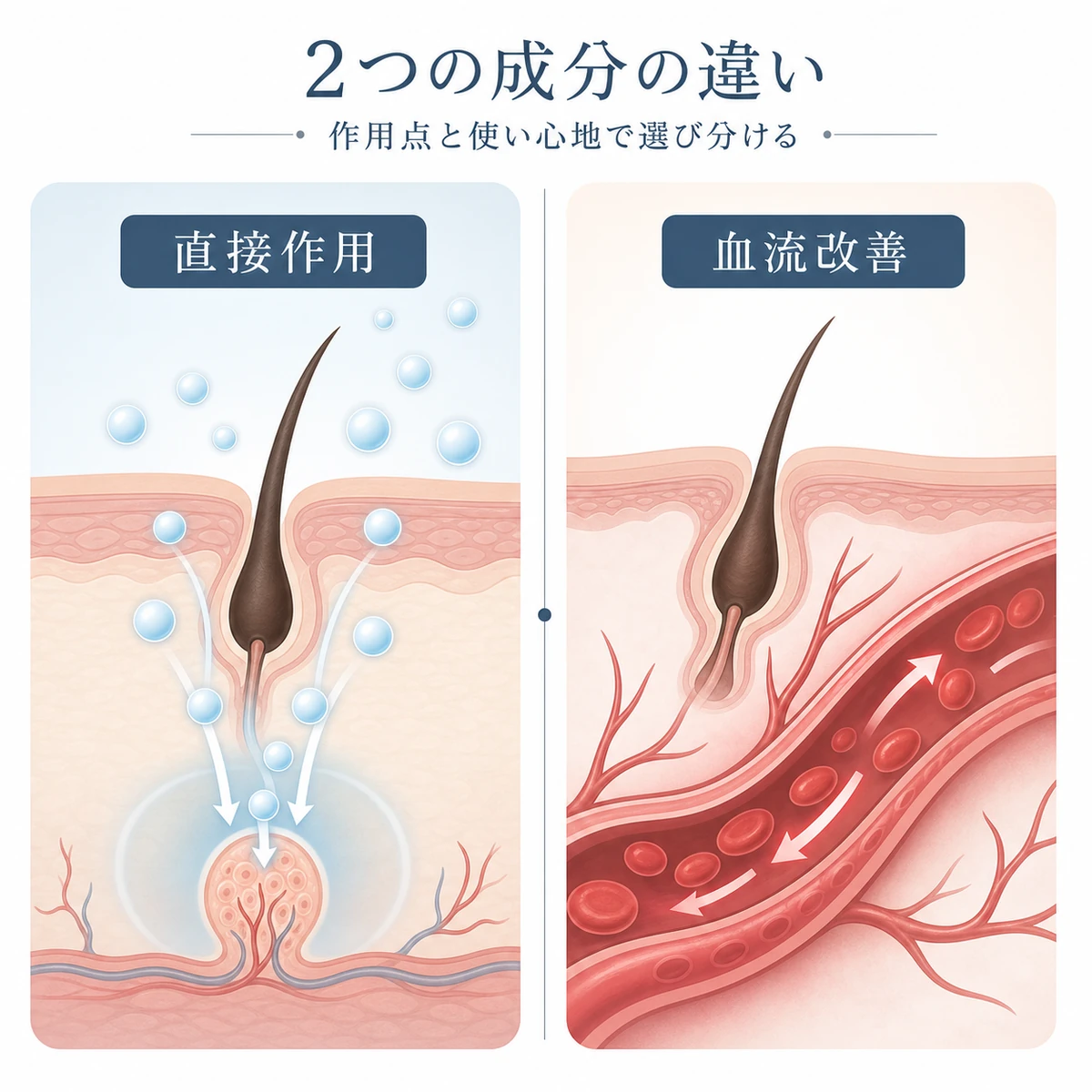 アデノシンとミノキシジルの作用点の違いを左右2パネルで対比した医療イラスト