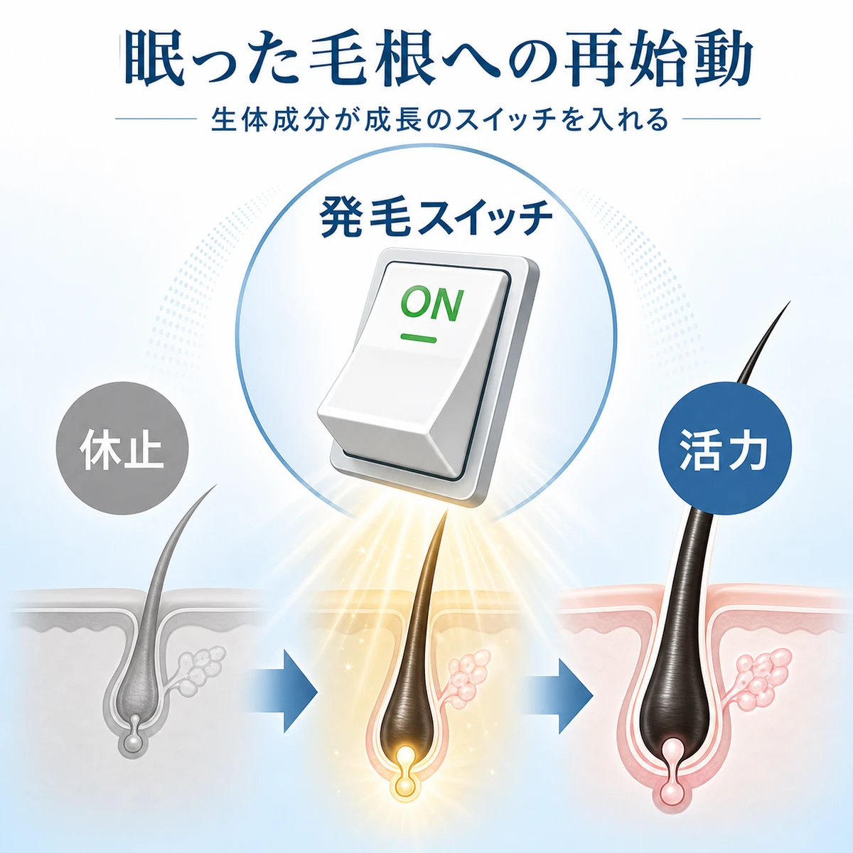 眠っていた毛根がアデノシンのはたらきで目覚めて活力を取り戻す様子を表した医療イラスト
