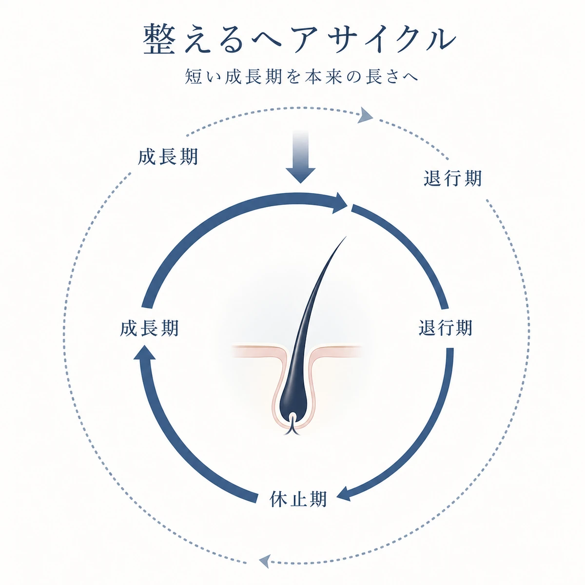 乱れたヘアサイクルが整い成長期が本来の長さに戻る様子を円環で表した医療イラスト