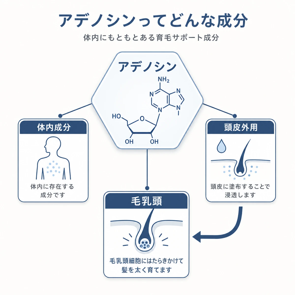 体内にあるアデノシンが頭皮外用で毛乳頭にはたらきかける成分プロフィールを表した医療イラスト