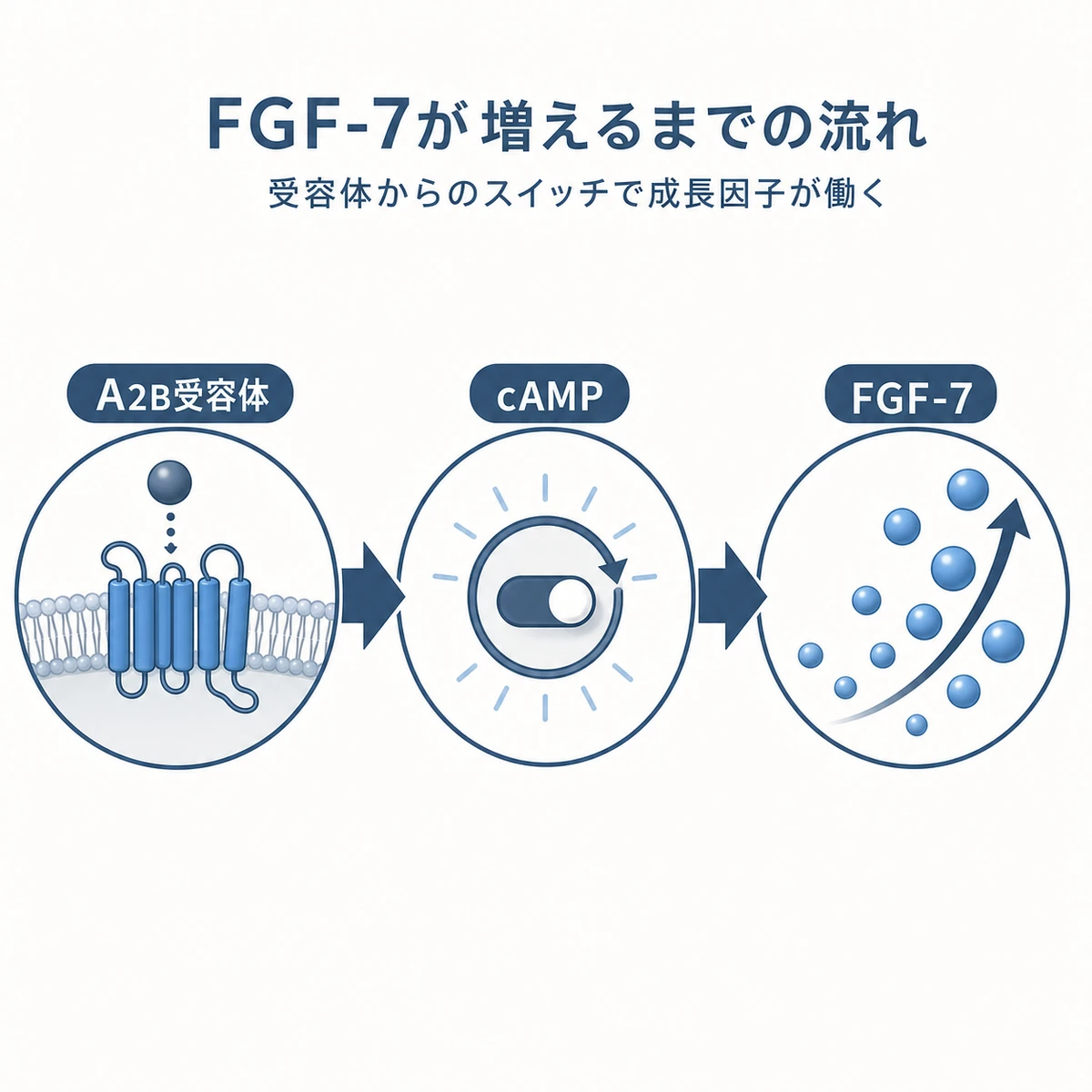 A2B受容体からcAMPを経てFGF-7が増える信号の流れを段階的に表した医療イラスト