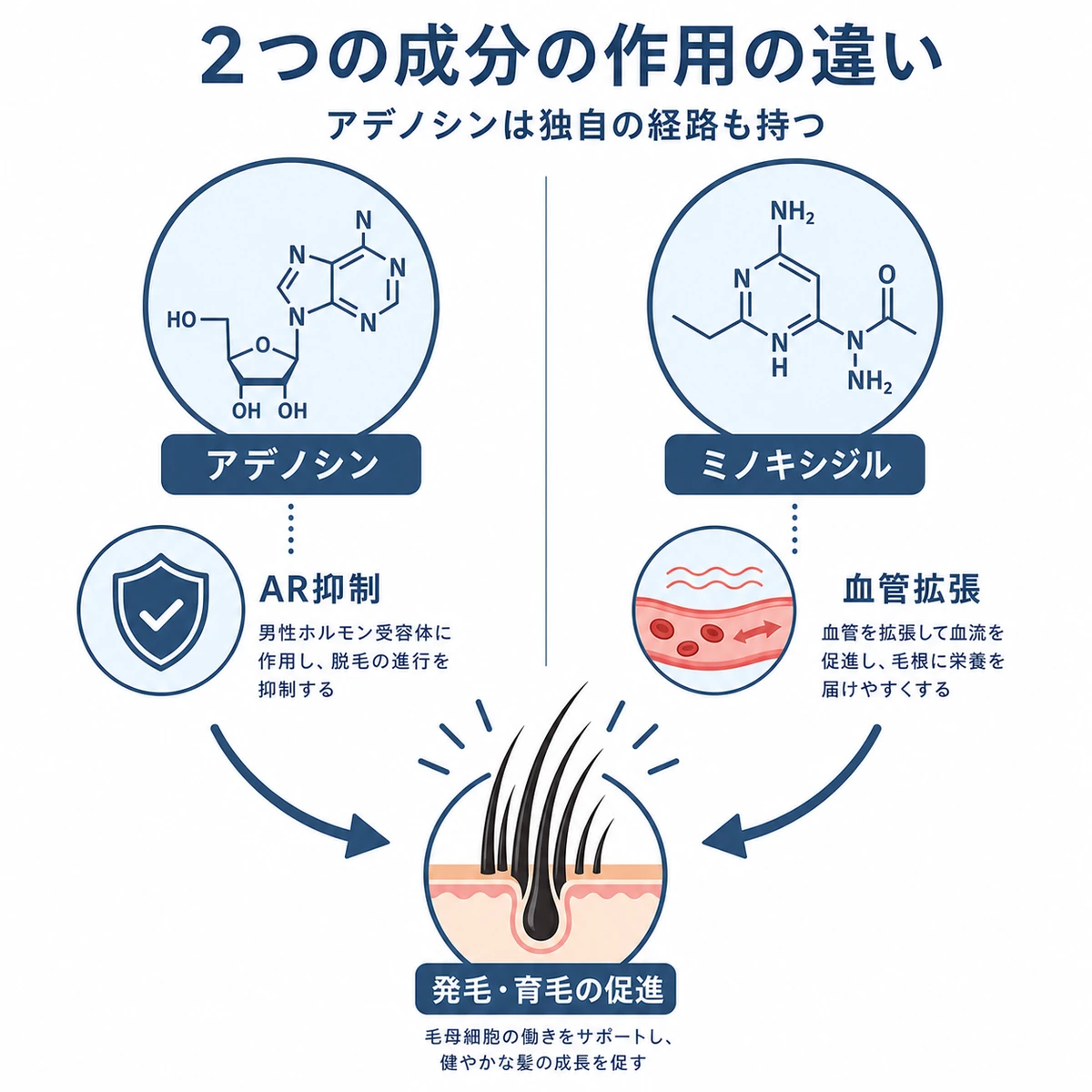 アデノシンとミノキシジルの育毛作用の違いを左右で対比した医療イラスト