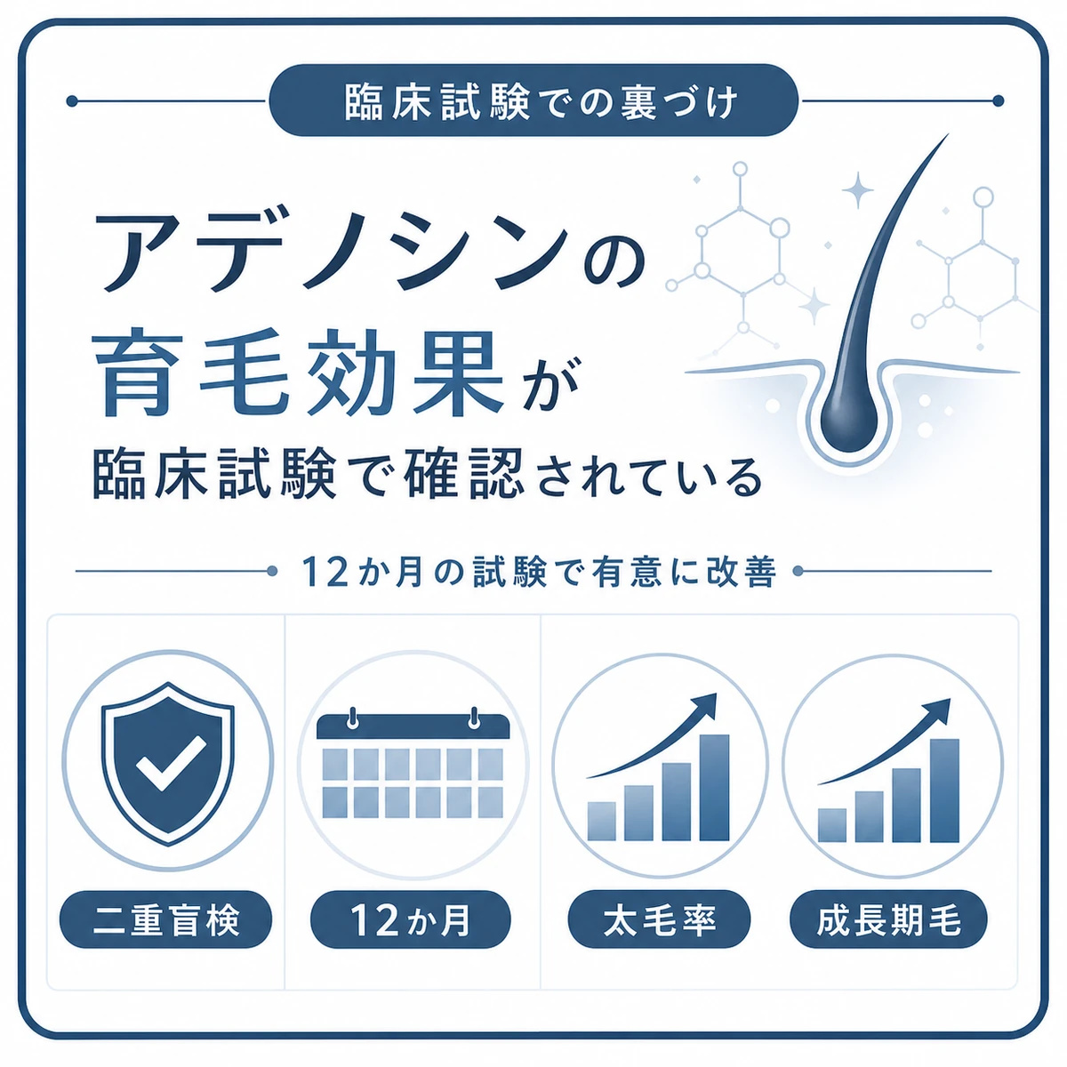 アデノシンの育毛効果が二重盲検の臨床試験で有意に確認されたことをアイコンで表した医療イラスト