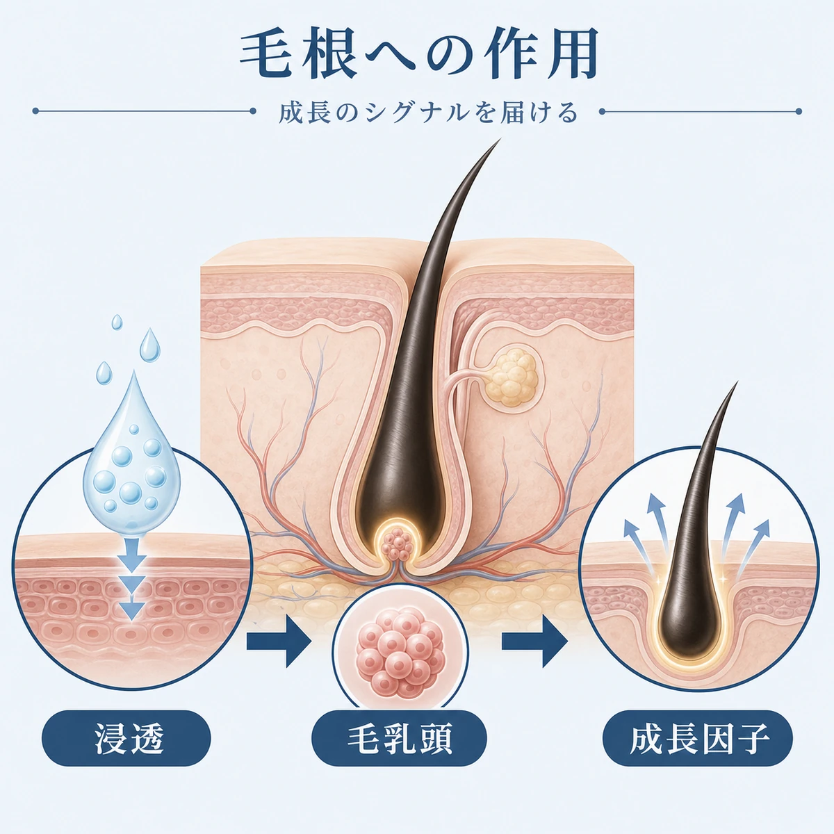 アデノシンが毛乳頭細胞に作用して成長因子を促す流れを表した医療イラスト