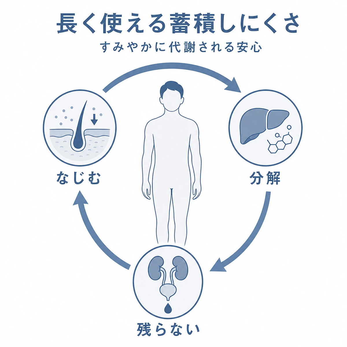 アデノシンがすみやかに代謝され体に蓄積しにくい循環を表した医療イラスト