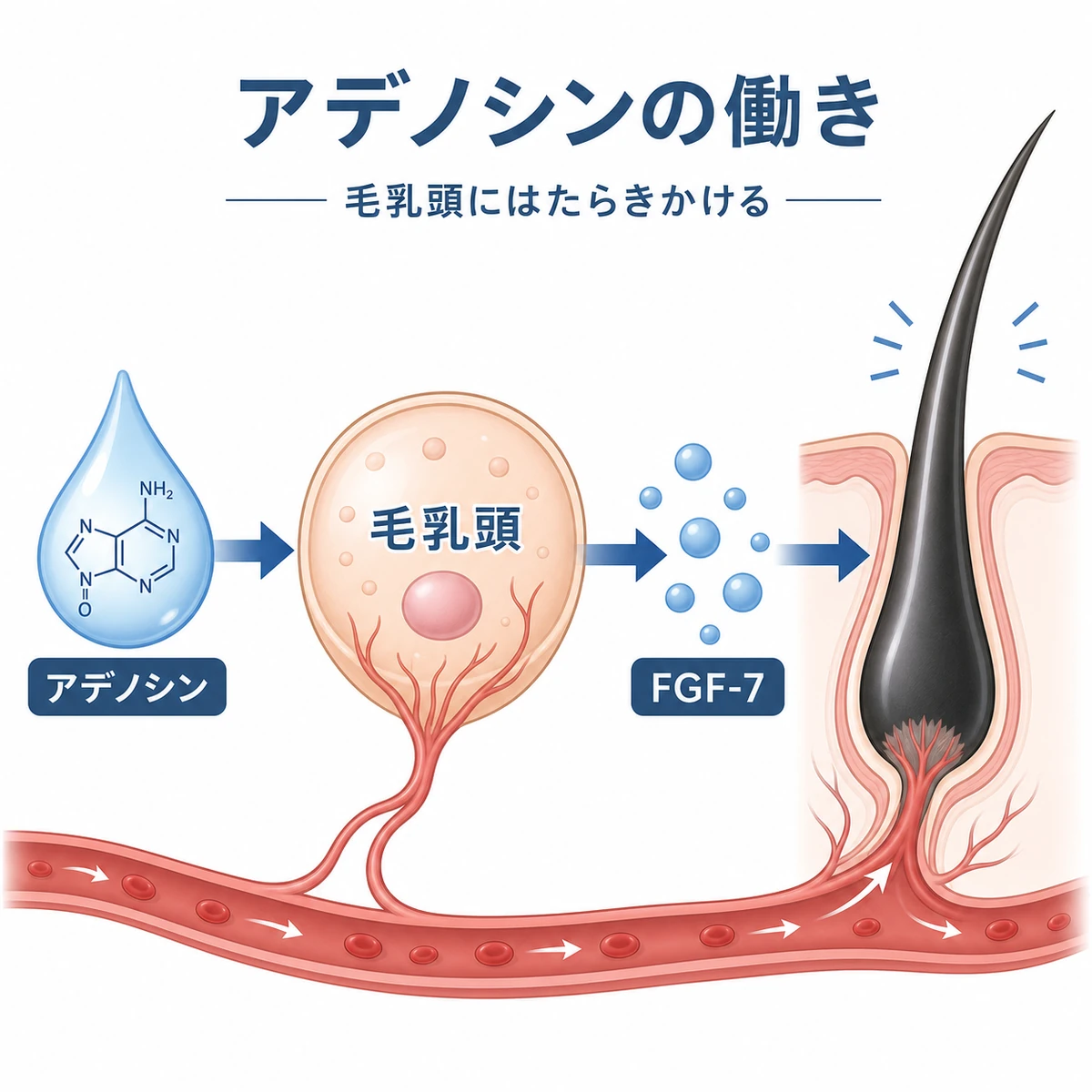 アデノシンが毛乳頭細胞に働きかけFGF-7の産生を促す仕組みを表した医療イラスト