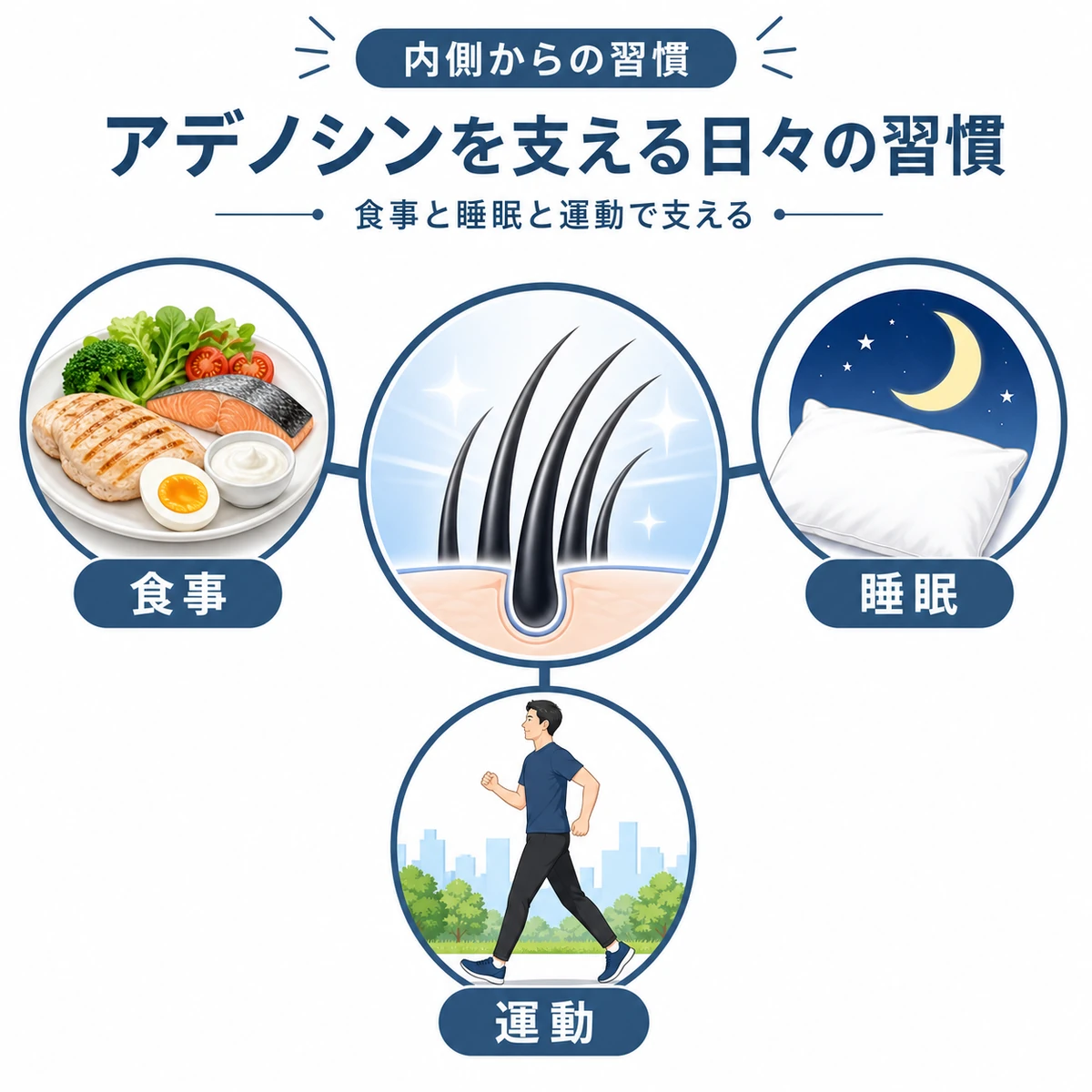 食事と睡眠と運動で育毛を内側から支える生活習慣を表した医療イラスト