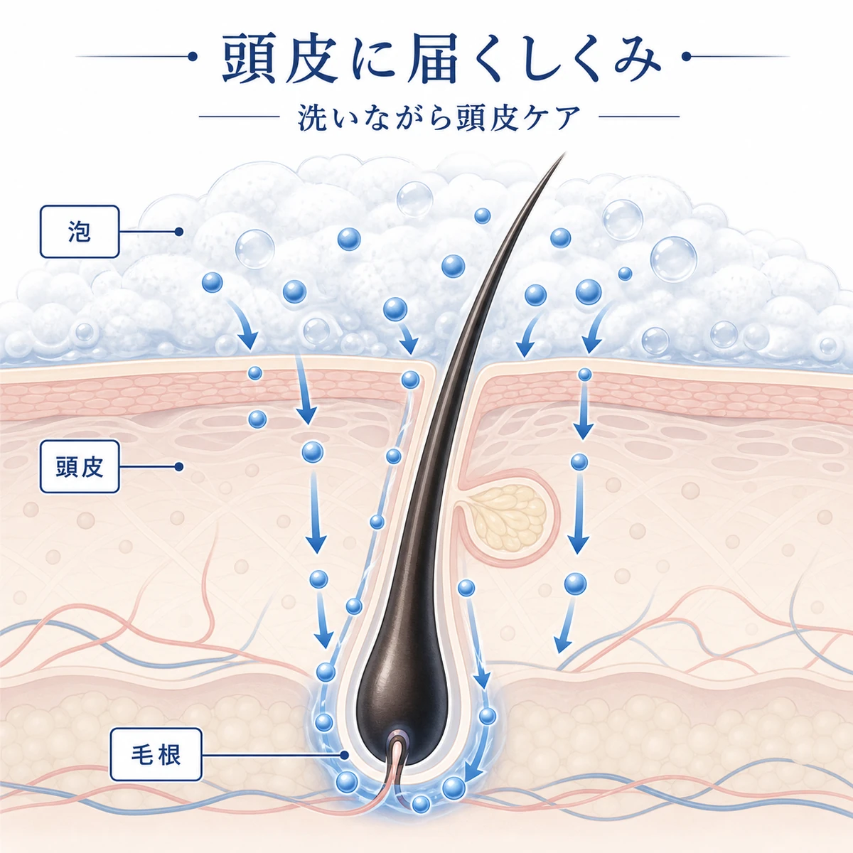 泡から頭皮の奥の毛根へ成分が届くしくみを表した頭皮断面の医療イラスト