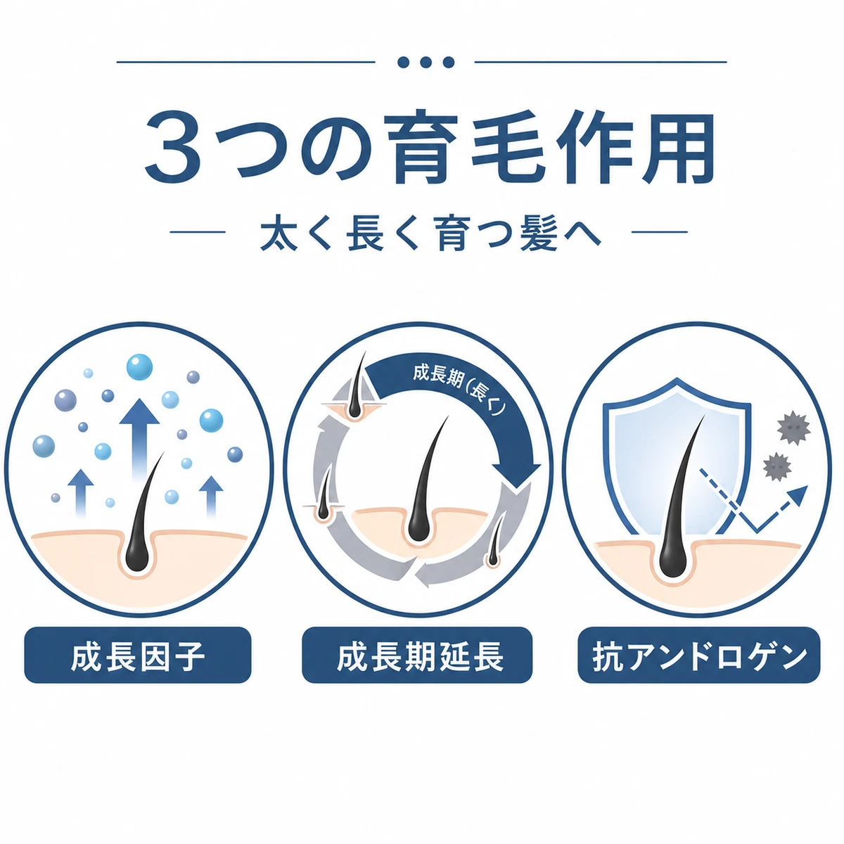 アデノシンの3つの育毛作用を並べて対比した医療イラスト