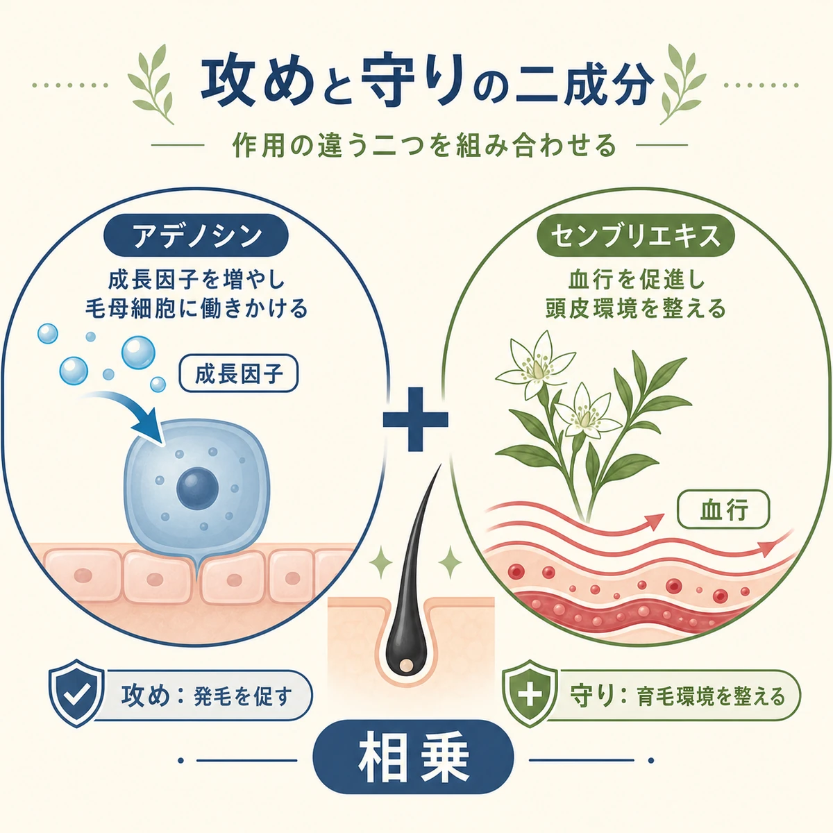 アデノシンの成長因子作用とセンブリエキスの血行作用を攻めと守りで対比した育毛イラスト