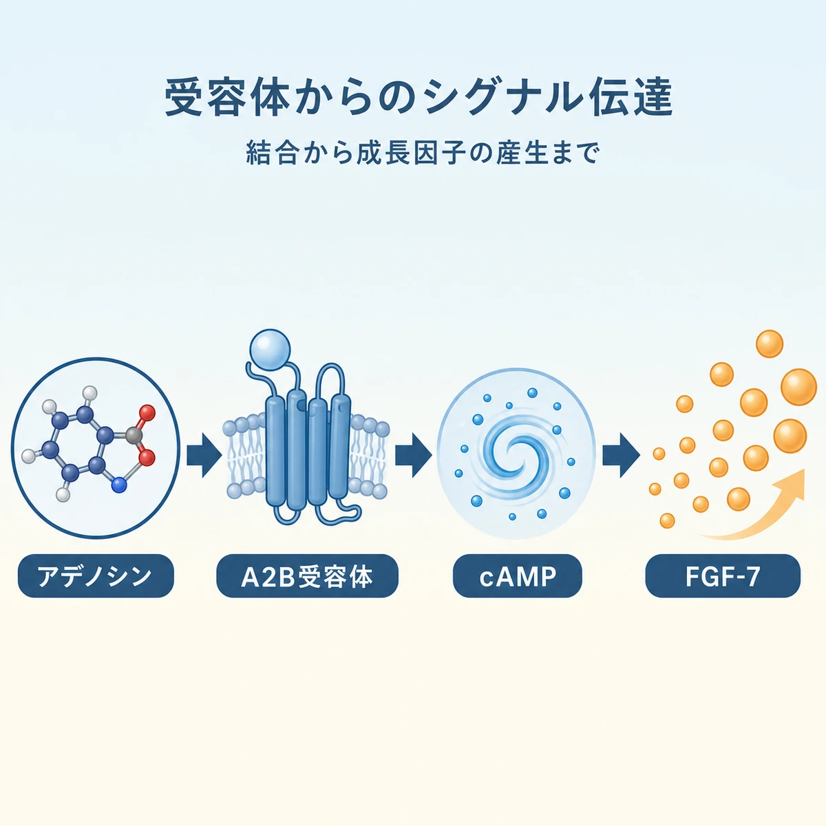 アデノシンがA2B受容体を介してFGF-7を増やすシグナル伝達の流れを示した医療イラスト