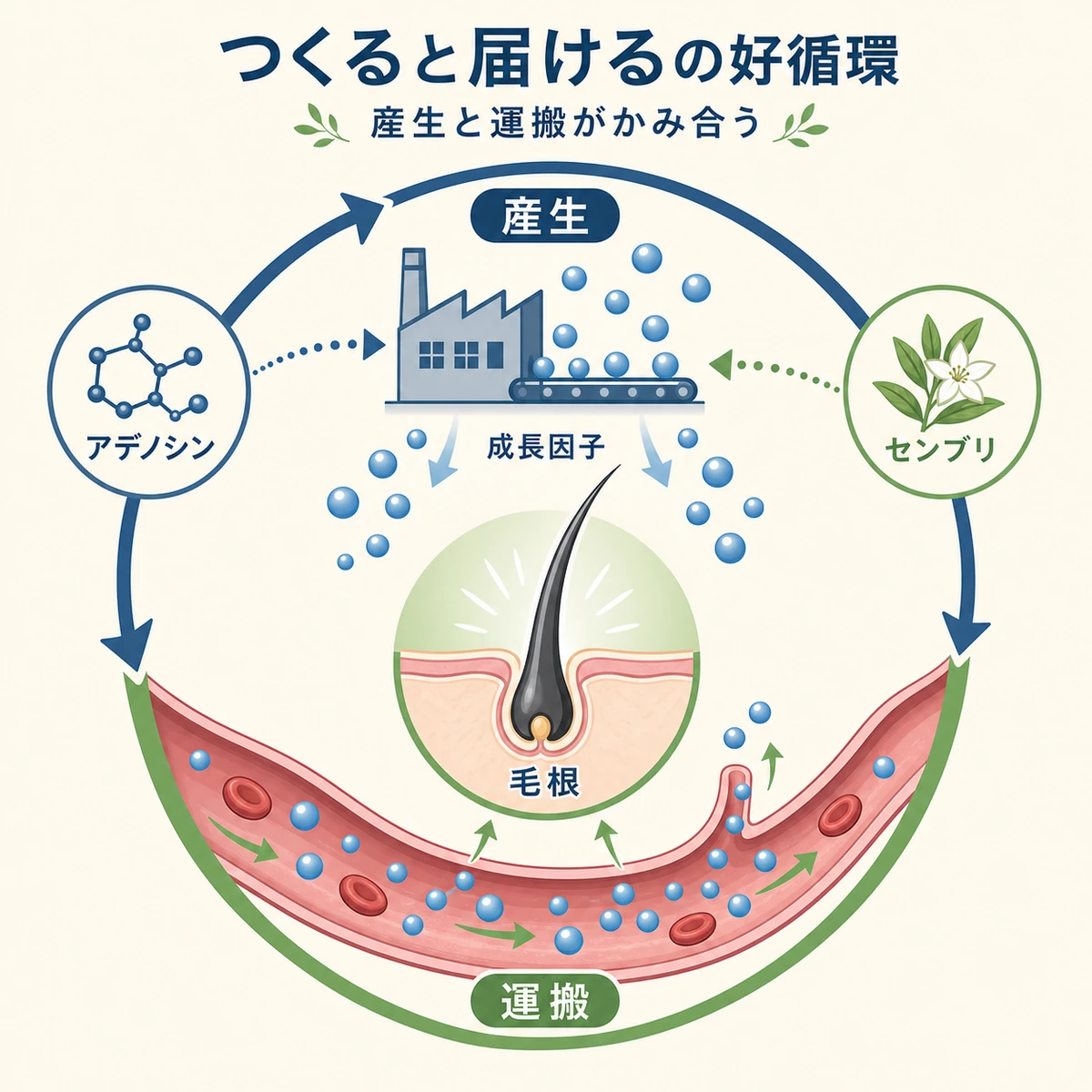 成長因子の産生と血流による運搬がかみ合う併用の好循環を表した育毛イラスト